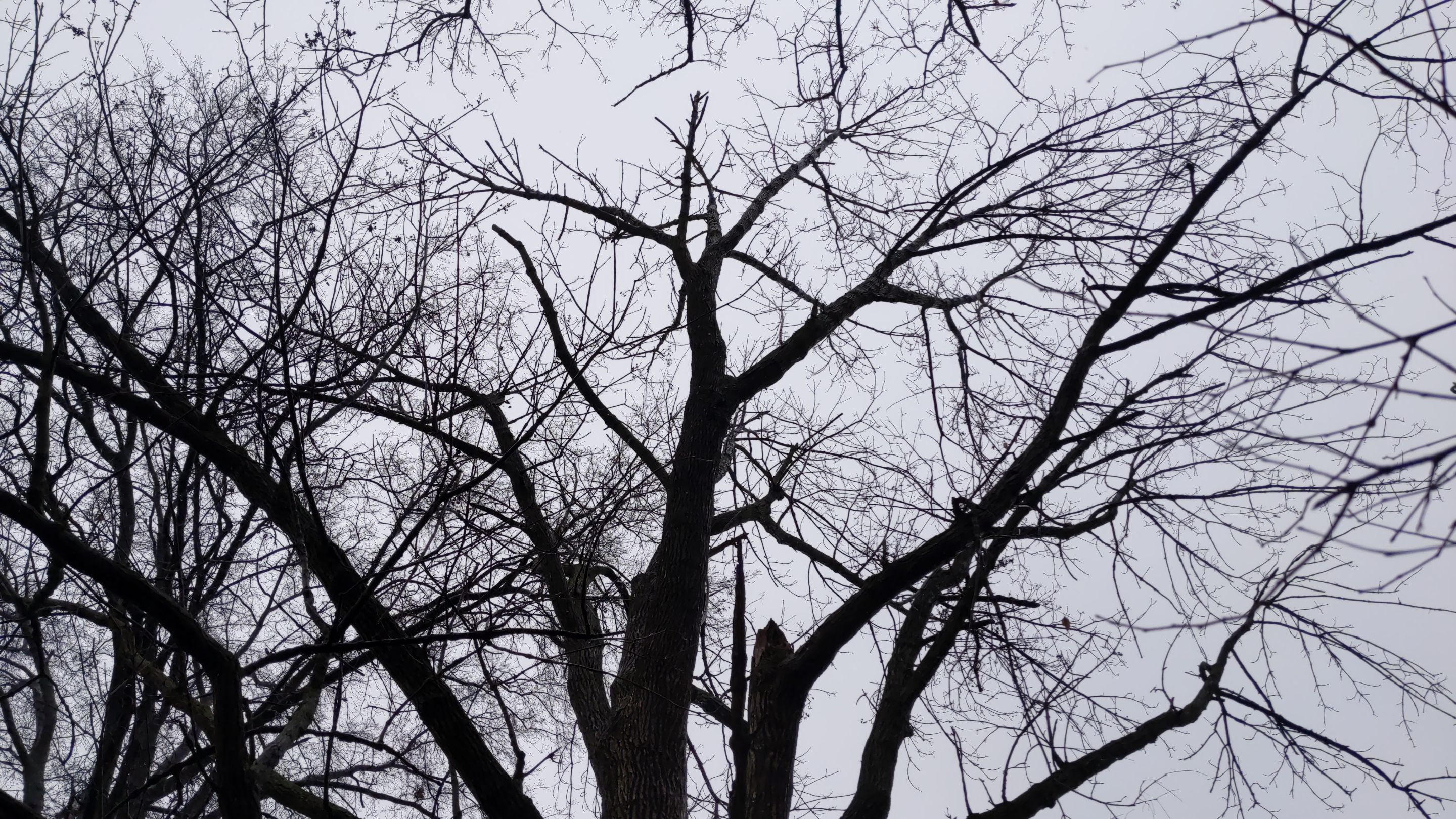 Tree Removal using Tree Removal by Mike Jones & Sons Tree Service LLC 