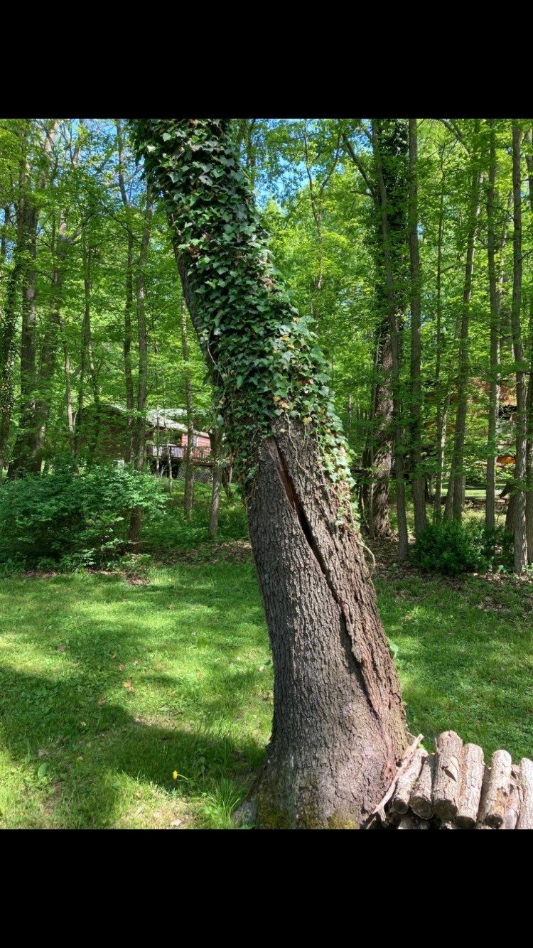 Tree Removal using Tree Removal by Mike Jones & Sons Tree Service LLC 