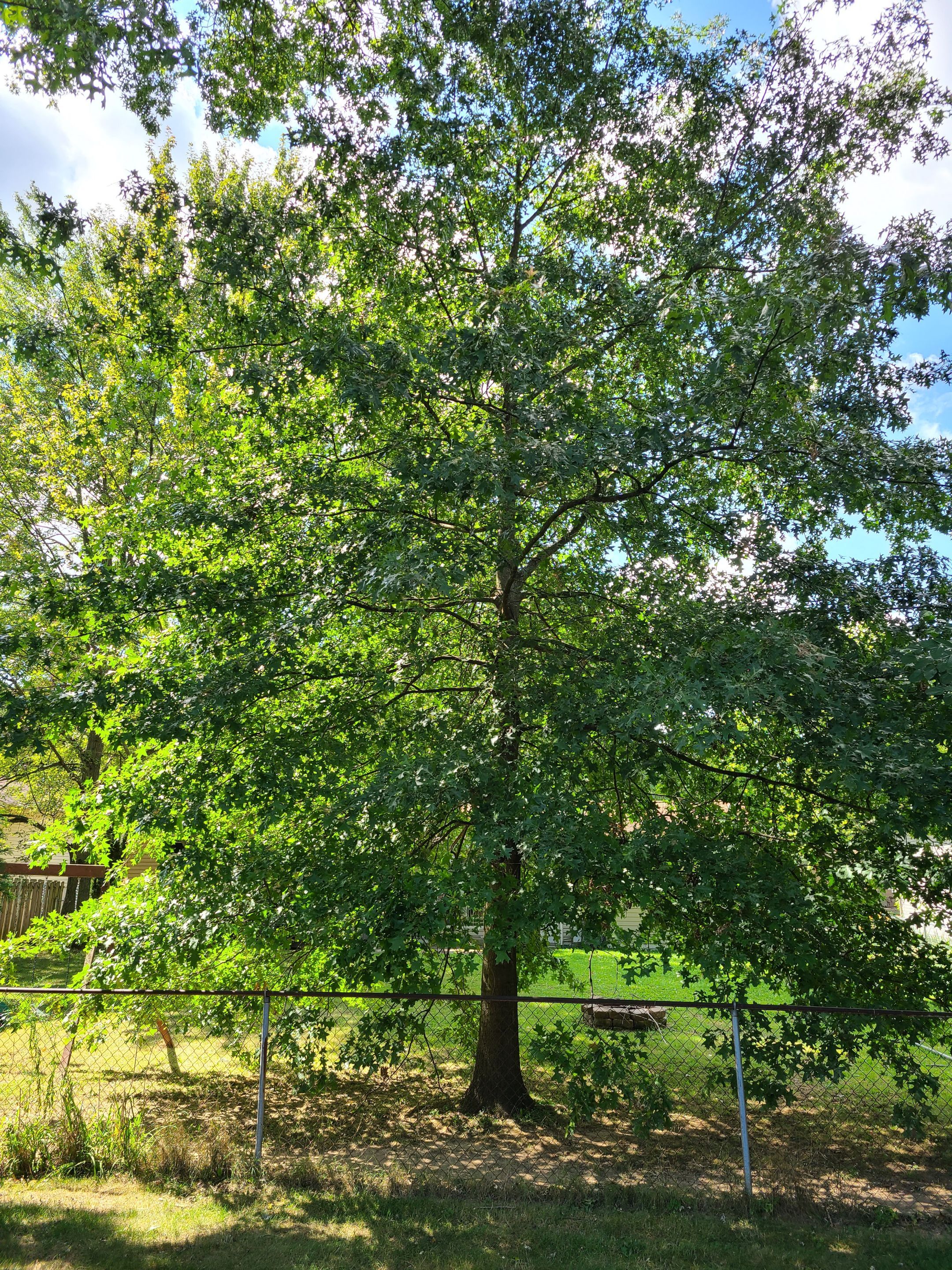 Oak Tree Removal by Mike Jones & Sons Tree Service LLC 