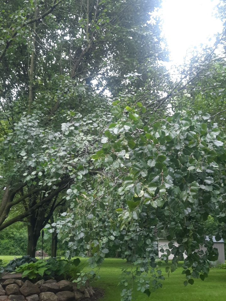 Tree Removal using Tree Removal by Mike Jones & Sons Tree Service LLC 