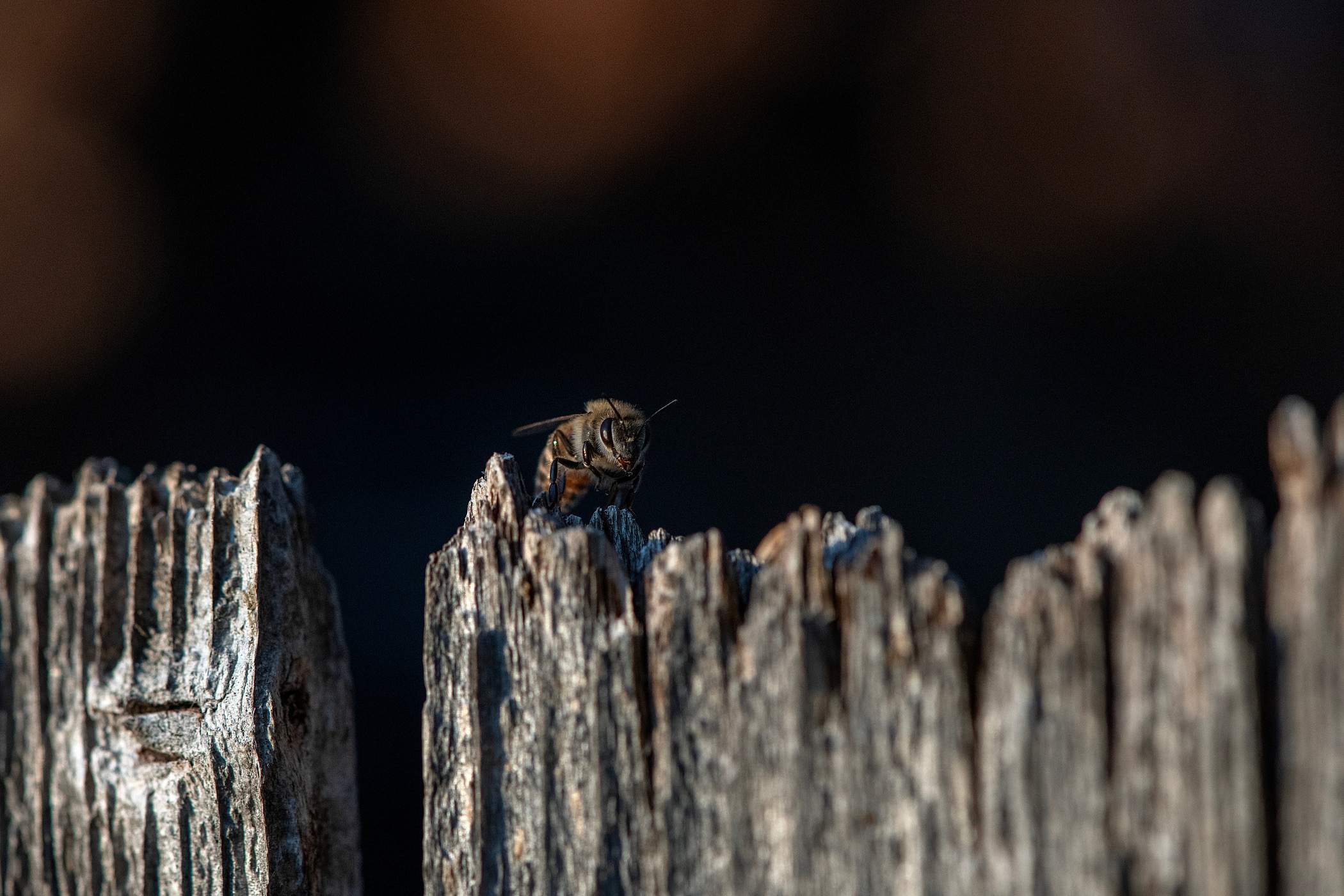 Brick Column by Rockwall Honey Bee Company