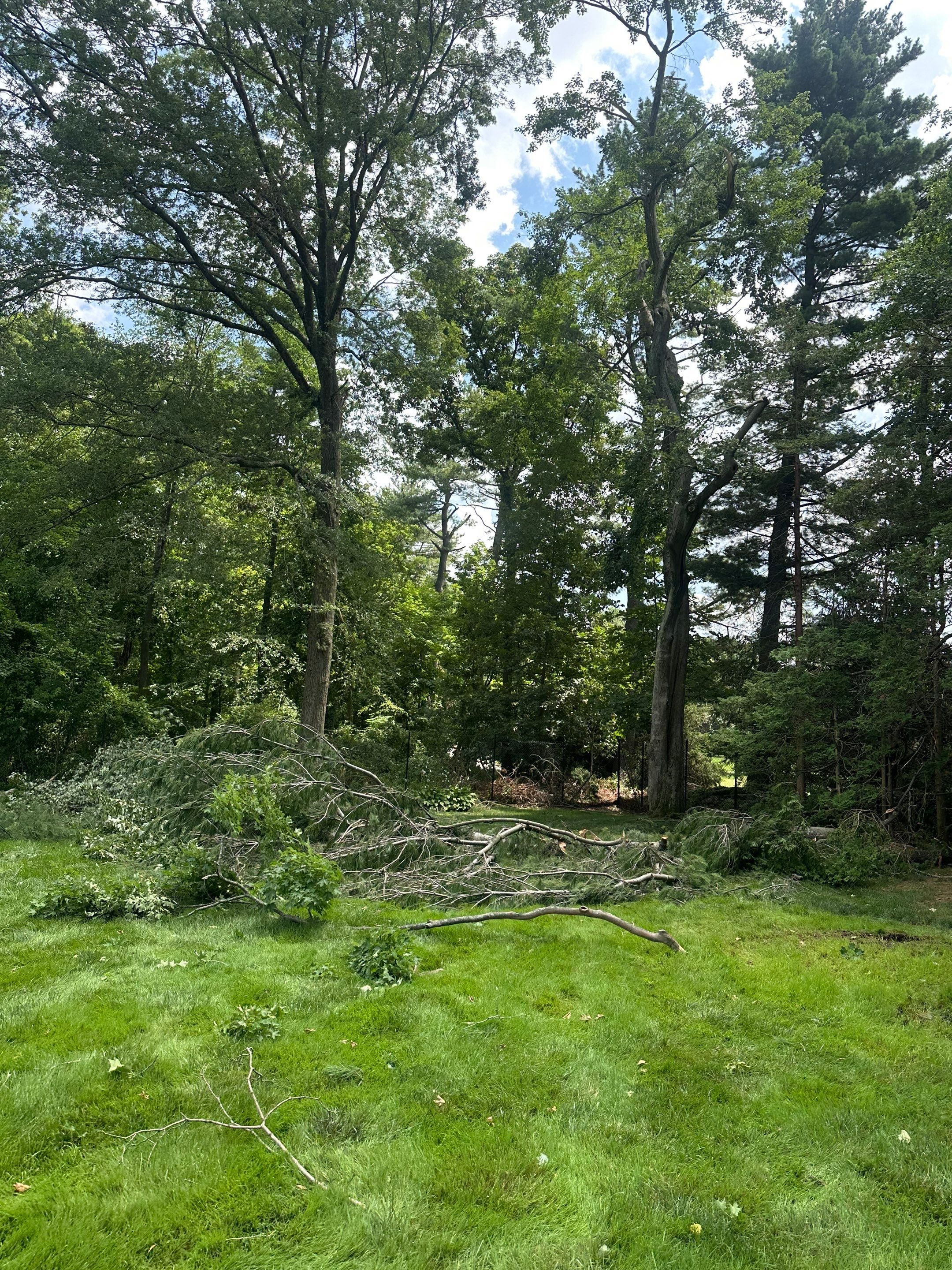 Emergency Tornado Damage Cleanup and Hazardous Tree Removal in Harrison by Fox Hill Luxury Real Estate Services