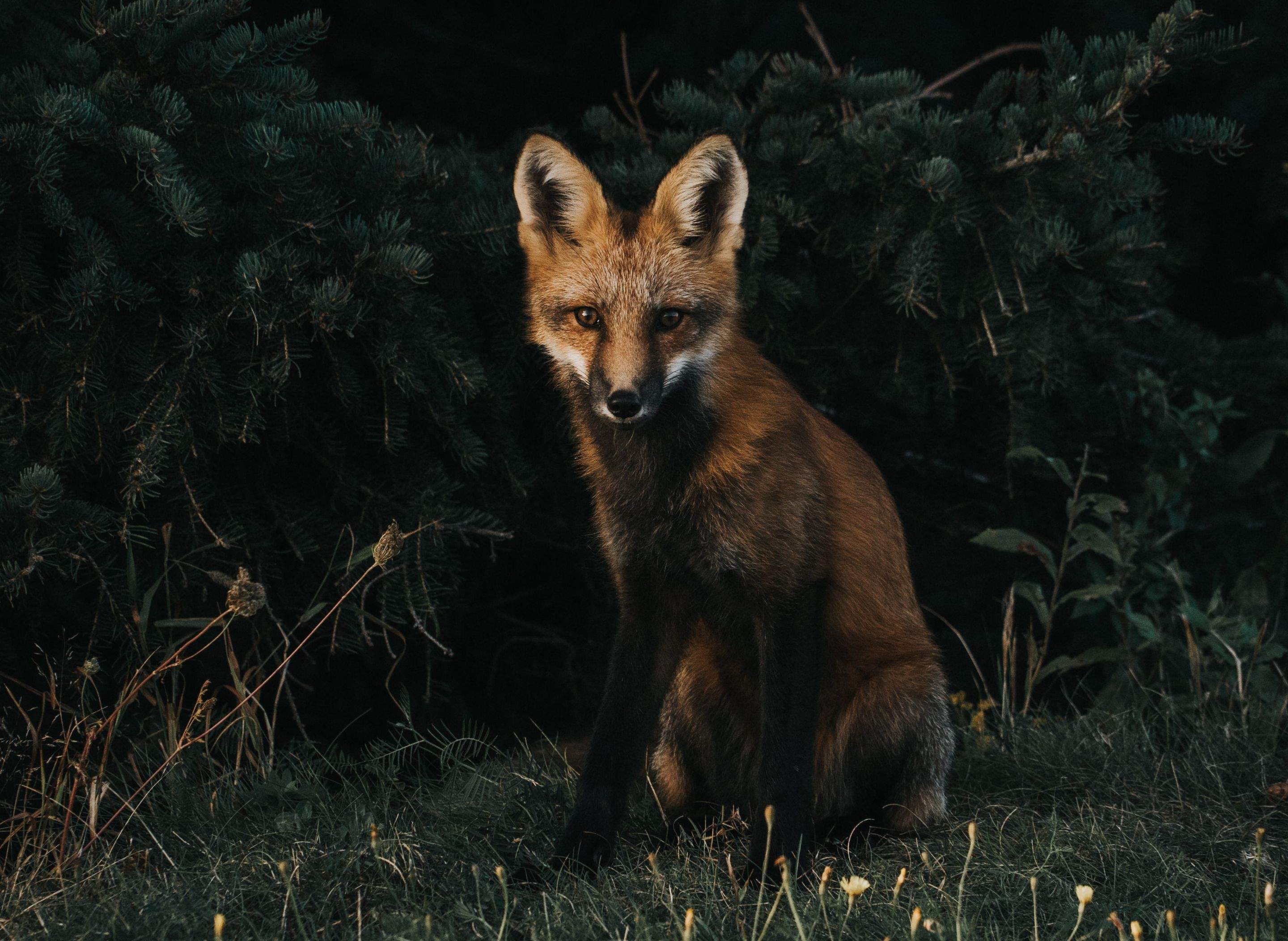 Animals using Ruby by CompanyCam