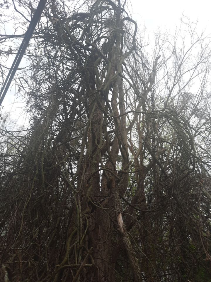 Tree Removal using Tree Removal by Mike Jones & Sons Tree Service LLC 