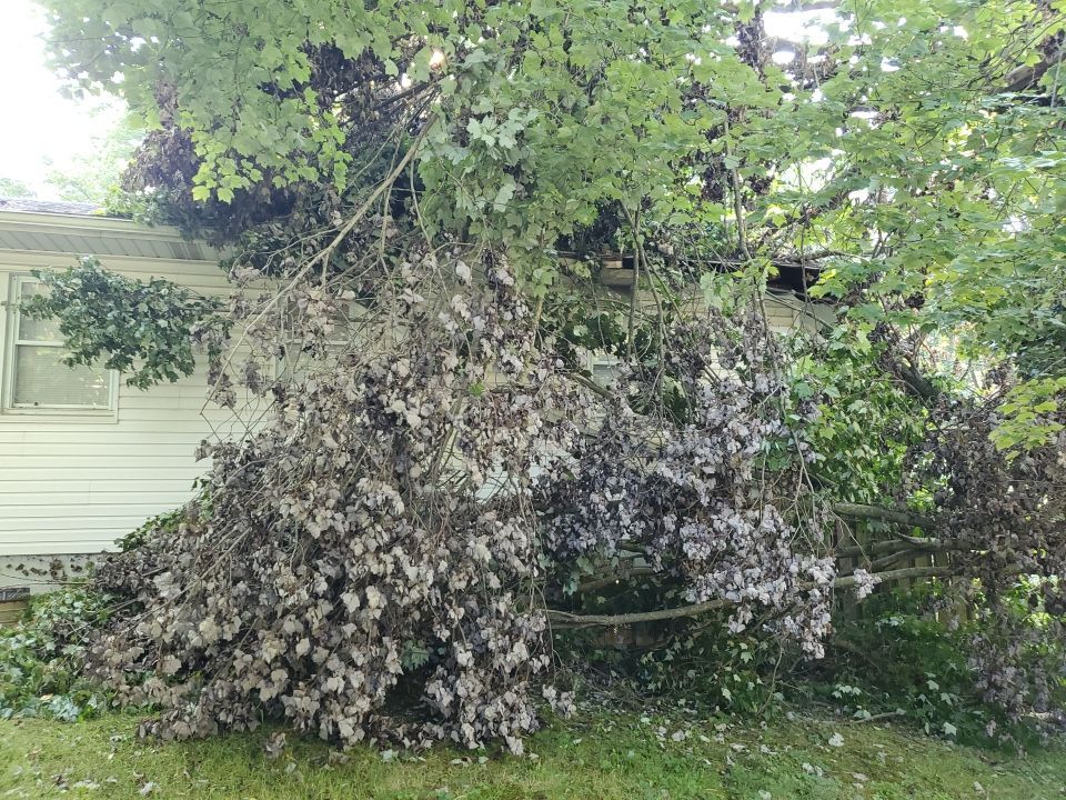 Storm Damaged Tree Removal  by Mike Jones & Sons Tree Service LLC 