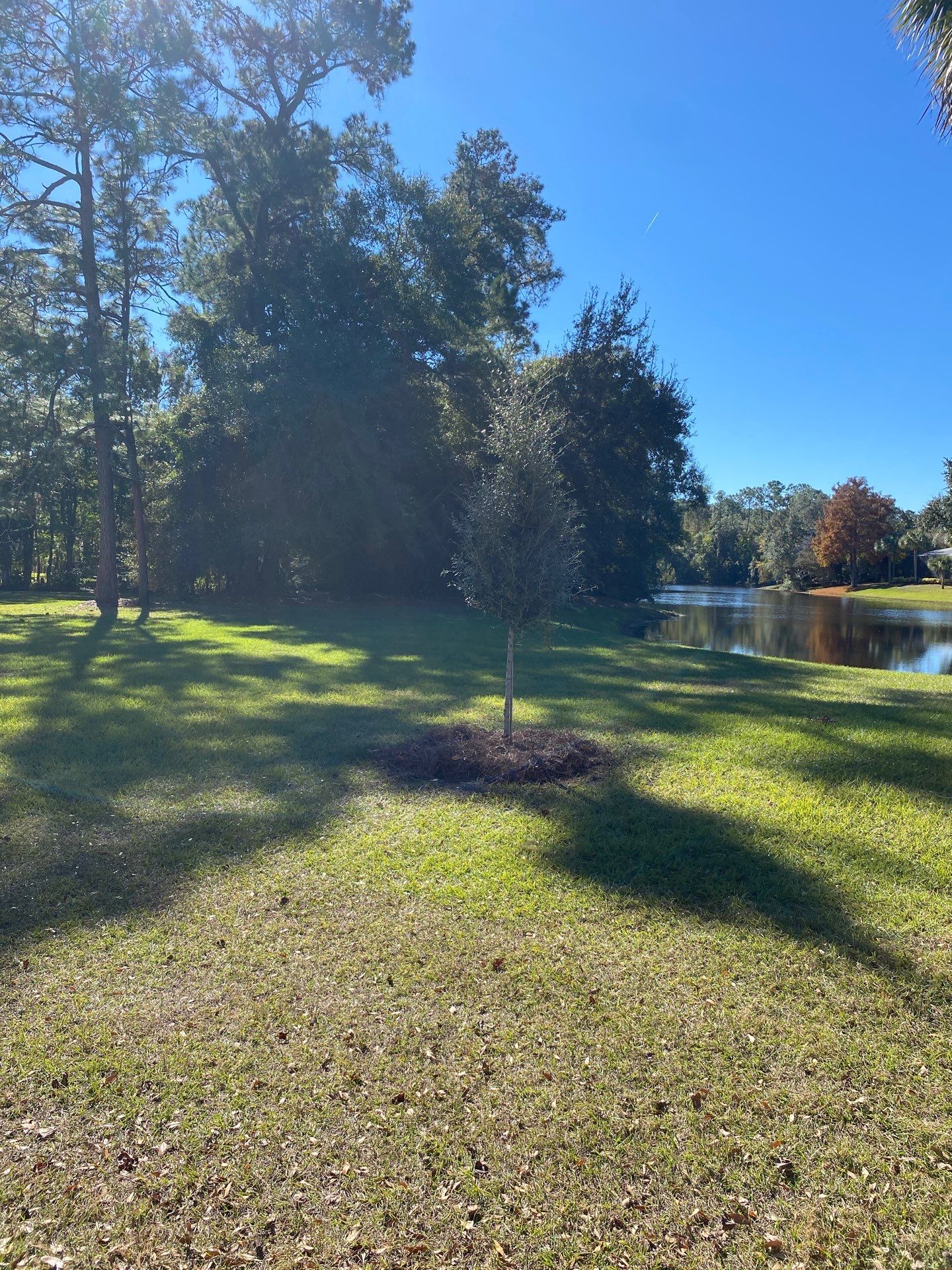 Deerwood Community | Oak Tree Replacement Project by ProGreen Services