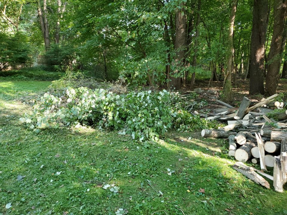 Storm Damaged Tree Removal  by Mike Jones & Sons Tree Service LLC 