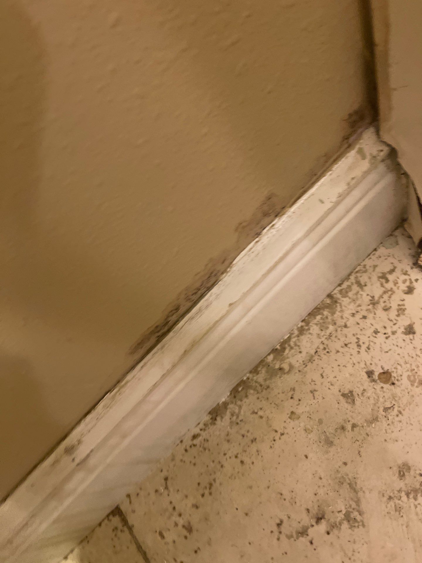 Mold remediation and rebuild of kitchen and living areas by Bay Coast Restoration 