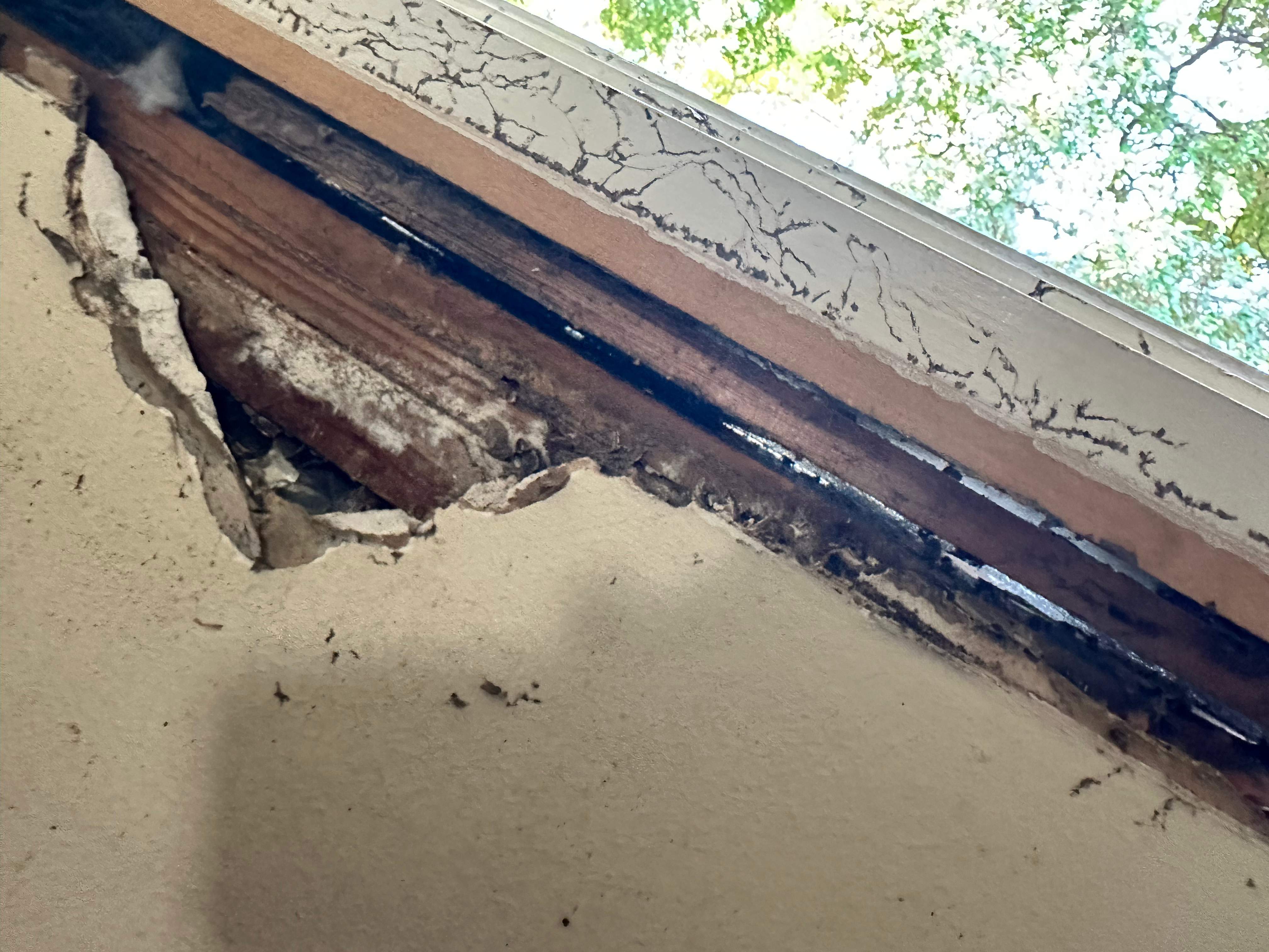 Yellowjackets in Bedroom by Rockwall Honey Bee Company