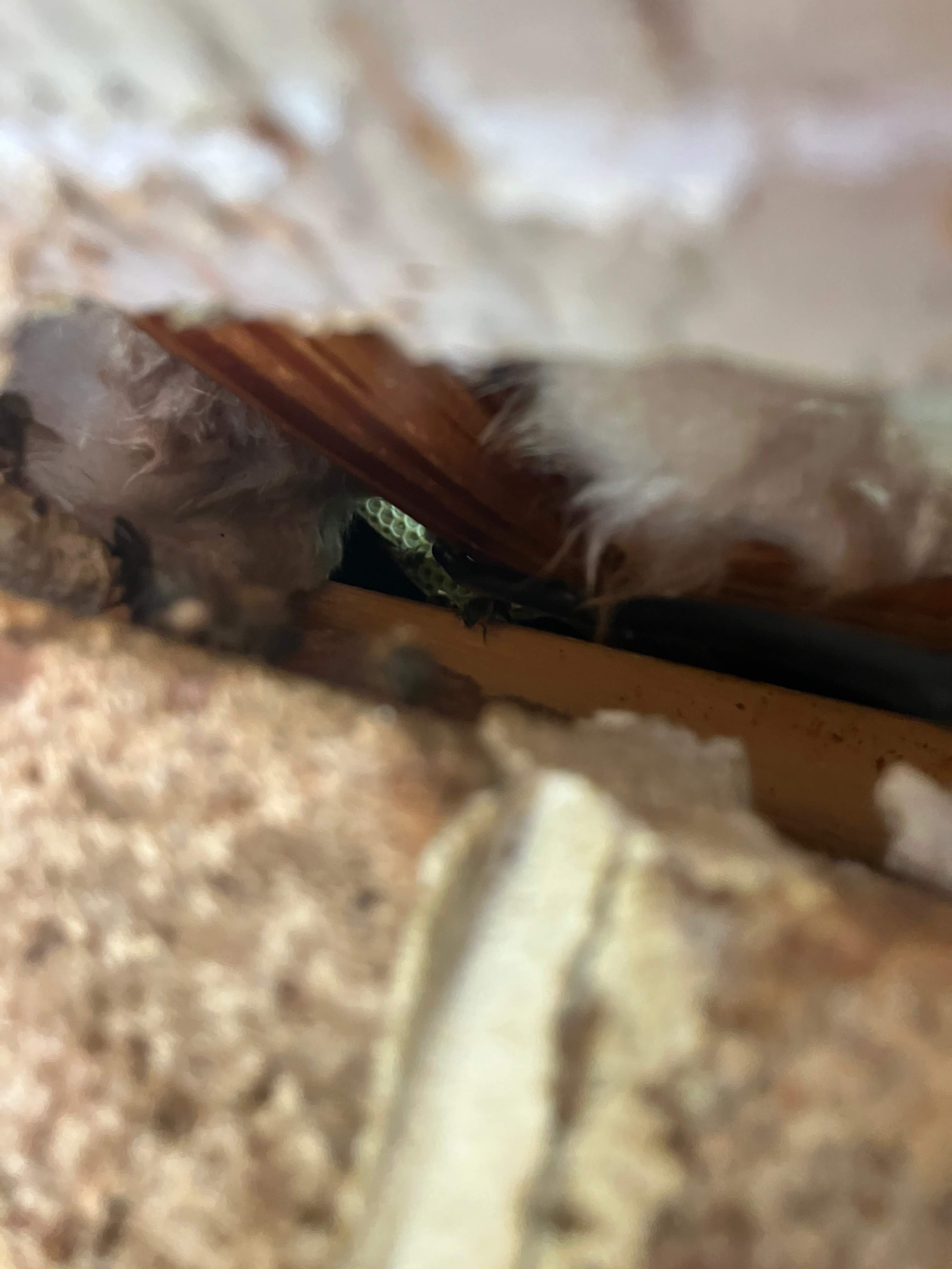 Brick Bees by Rockwall Honey Bee Company