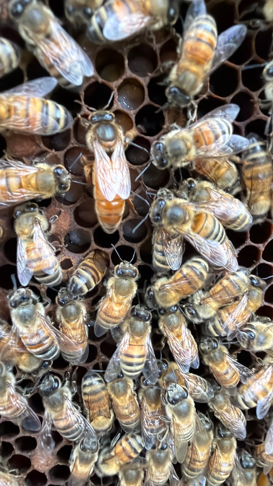 Bees for Ag. Exemption in Heath by Rockwall Honey Bee Company