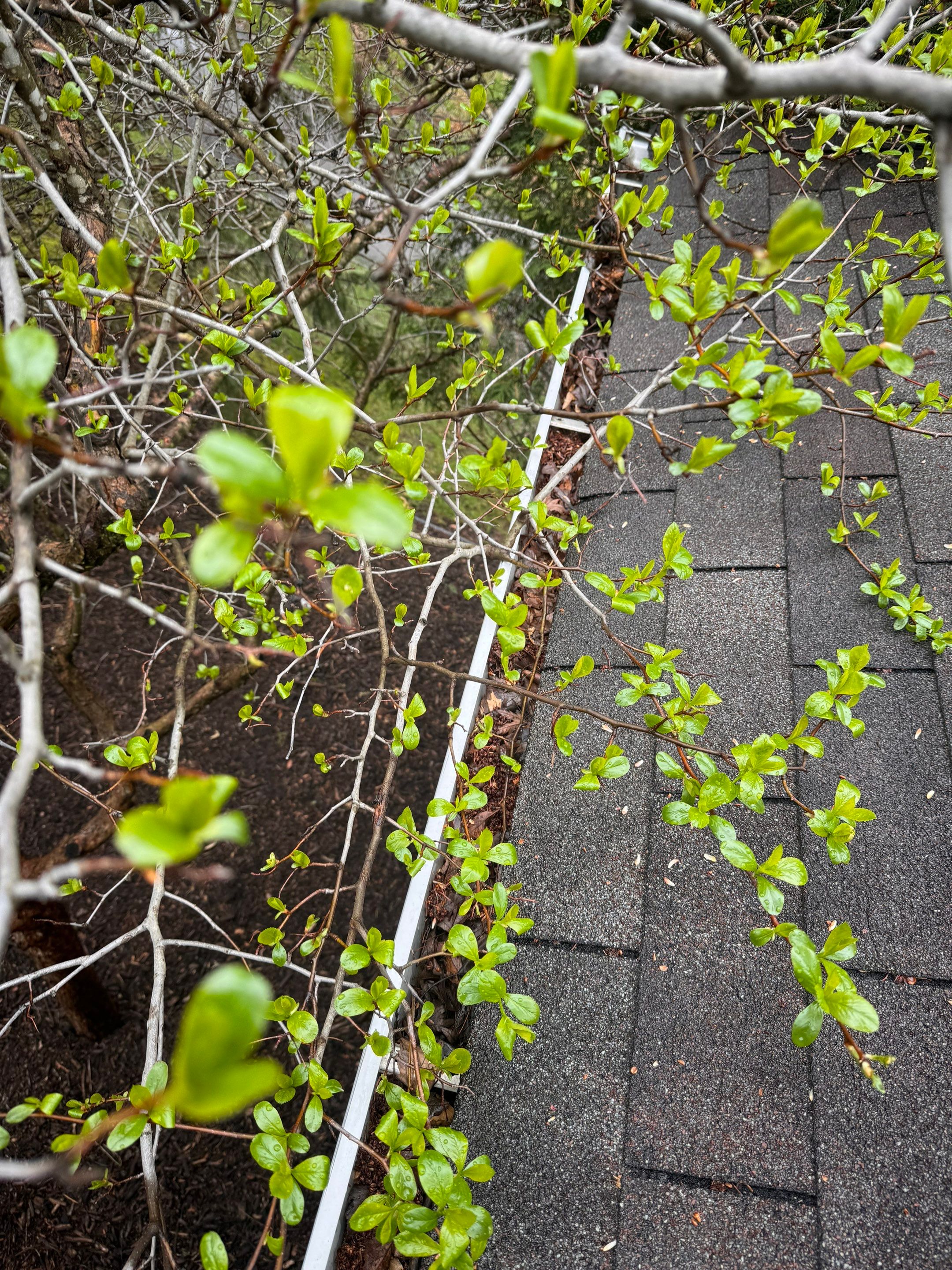 Commercial gutter cleaning Minneapolis & St. Paul, MN before photo with filled gutters