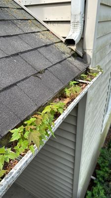 Turtle Shell gutter protection installation in Warrenville, IL 60555, photograph 2