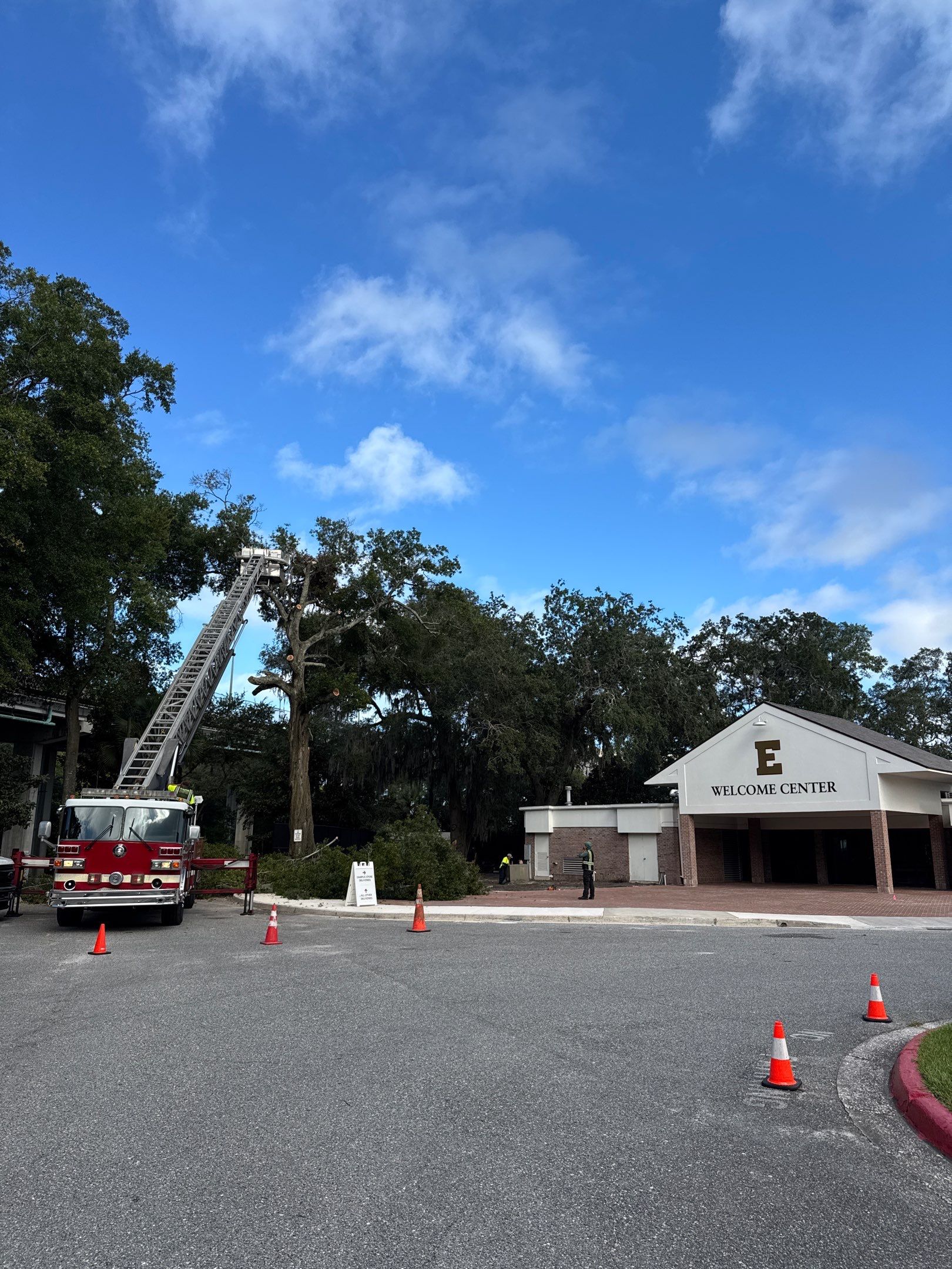 Welcome Center Tree Removal | Episcopal School of Jacksonville by ProGreen Services