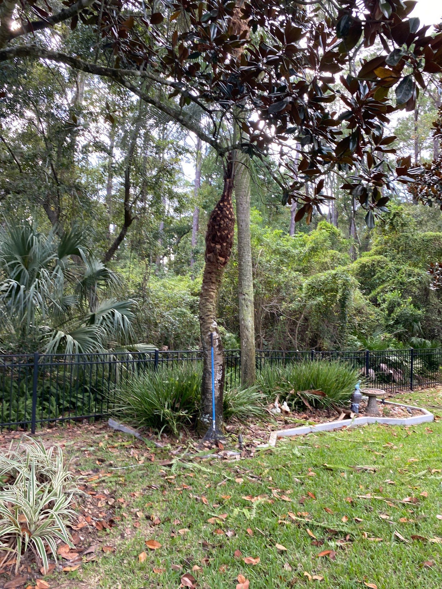Deerwood Resident | Palm Tree Trimming by ProGreen Services