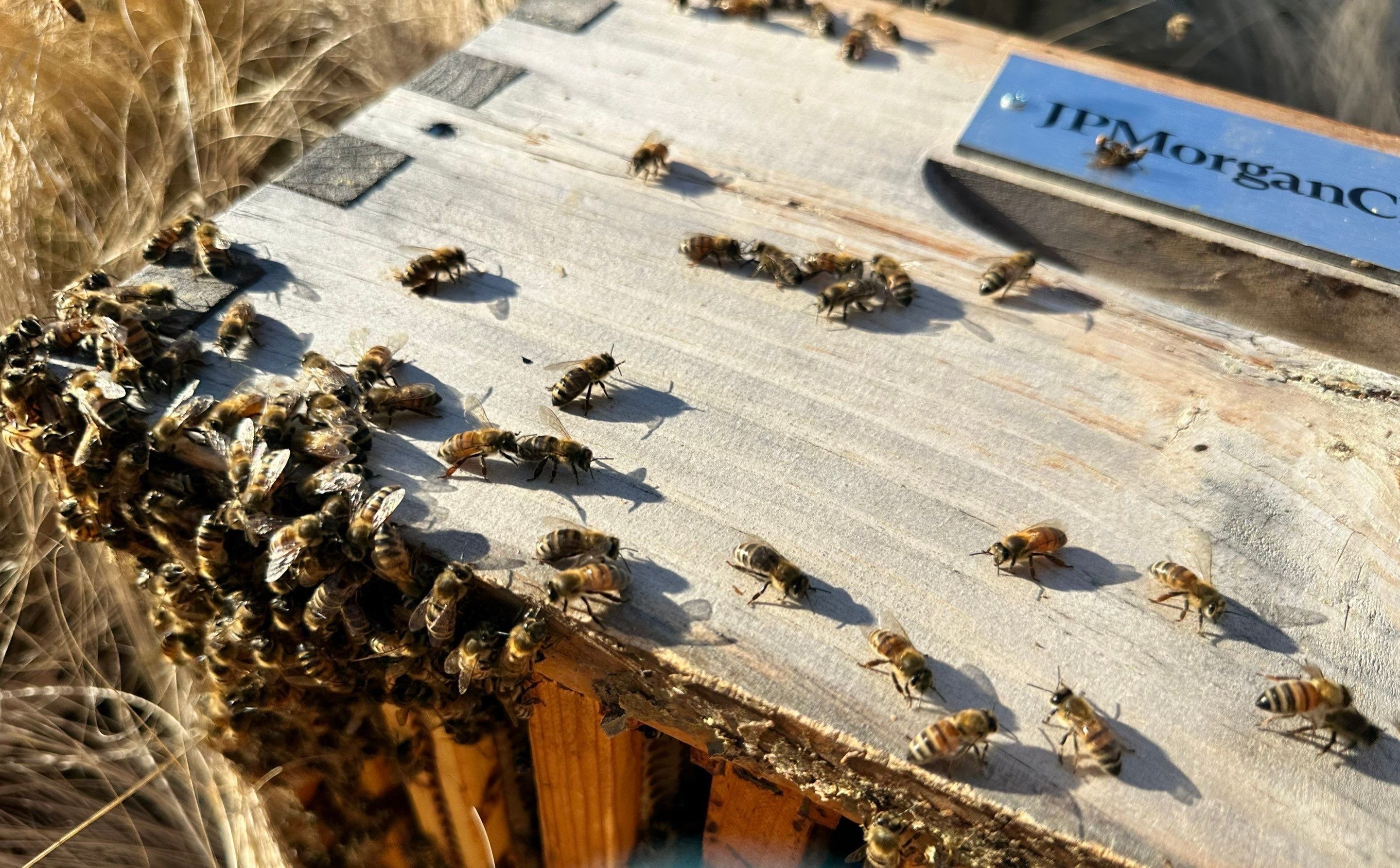 Frisco Corporate HQ by Rockwall Honey Bee Company