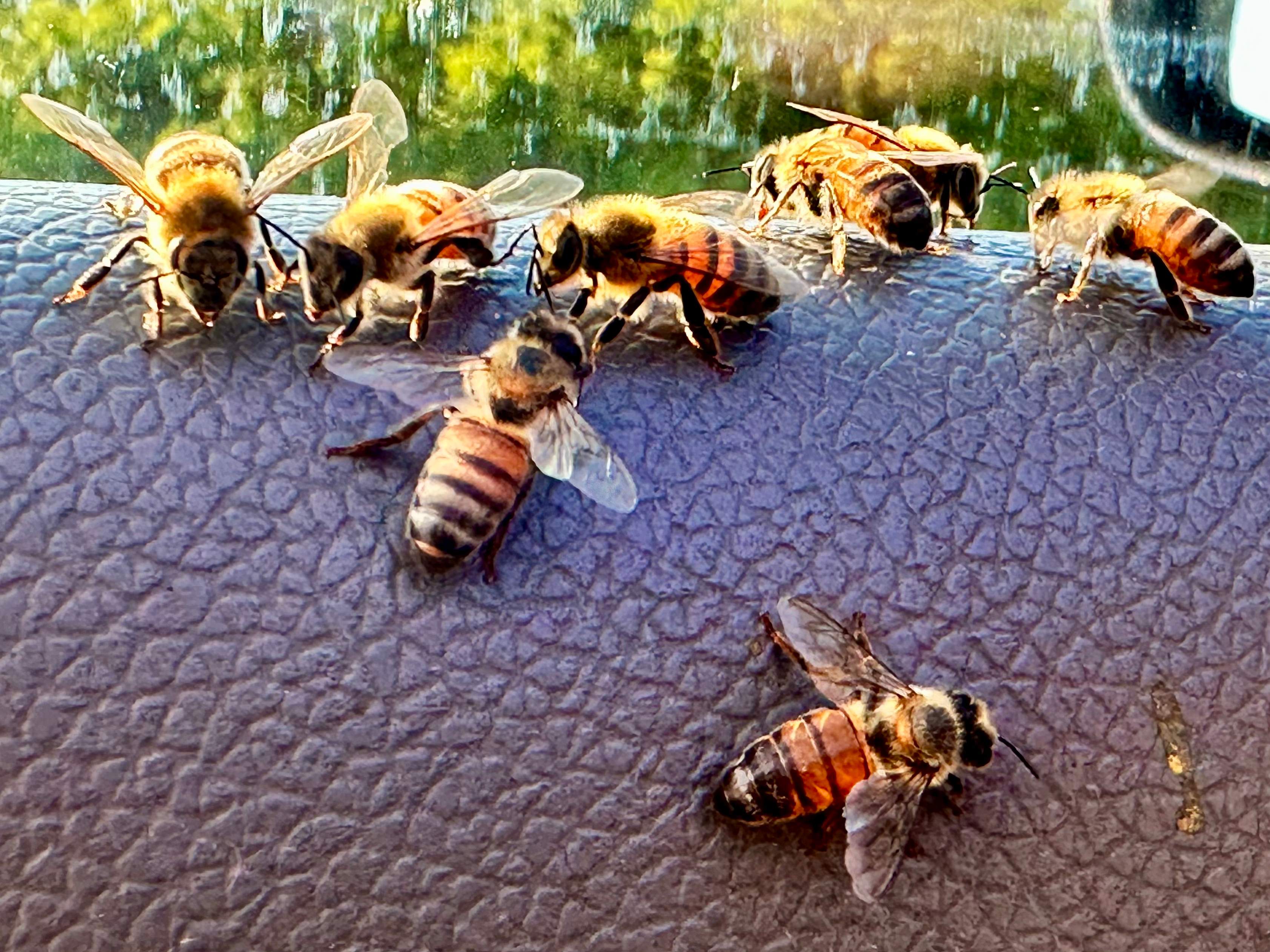 Composter by Rockwall Honey Bee Company