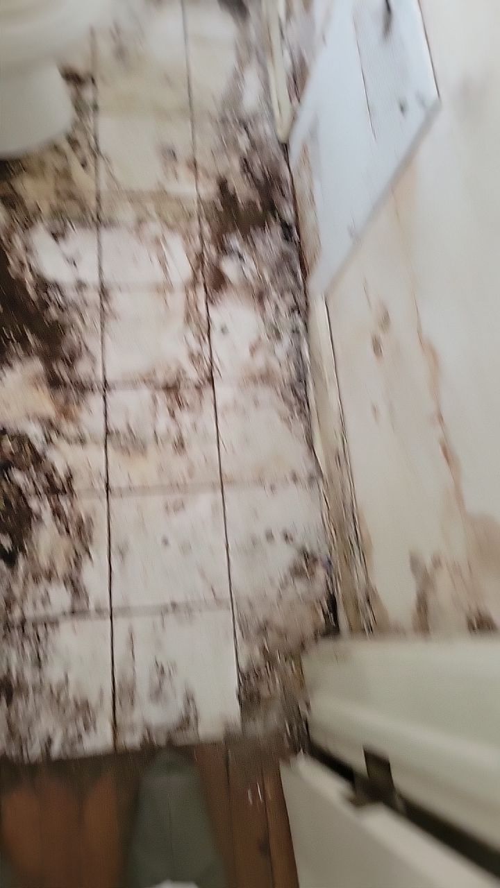 Mold Remediation by Accountable Home Services