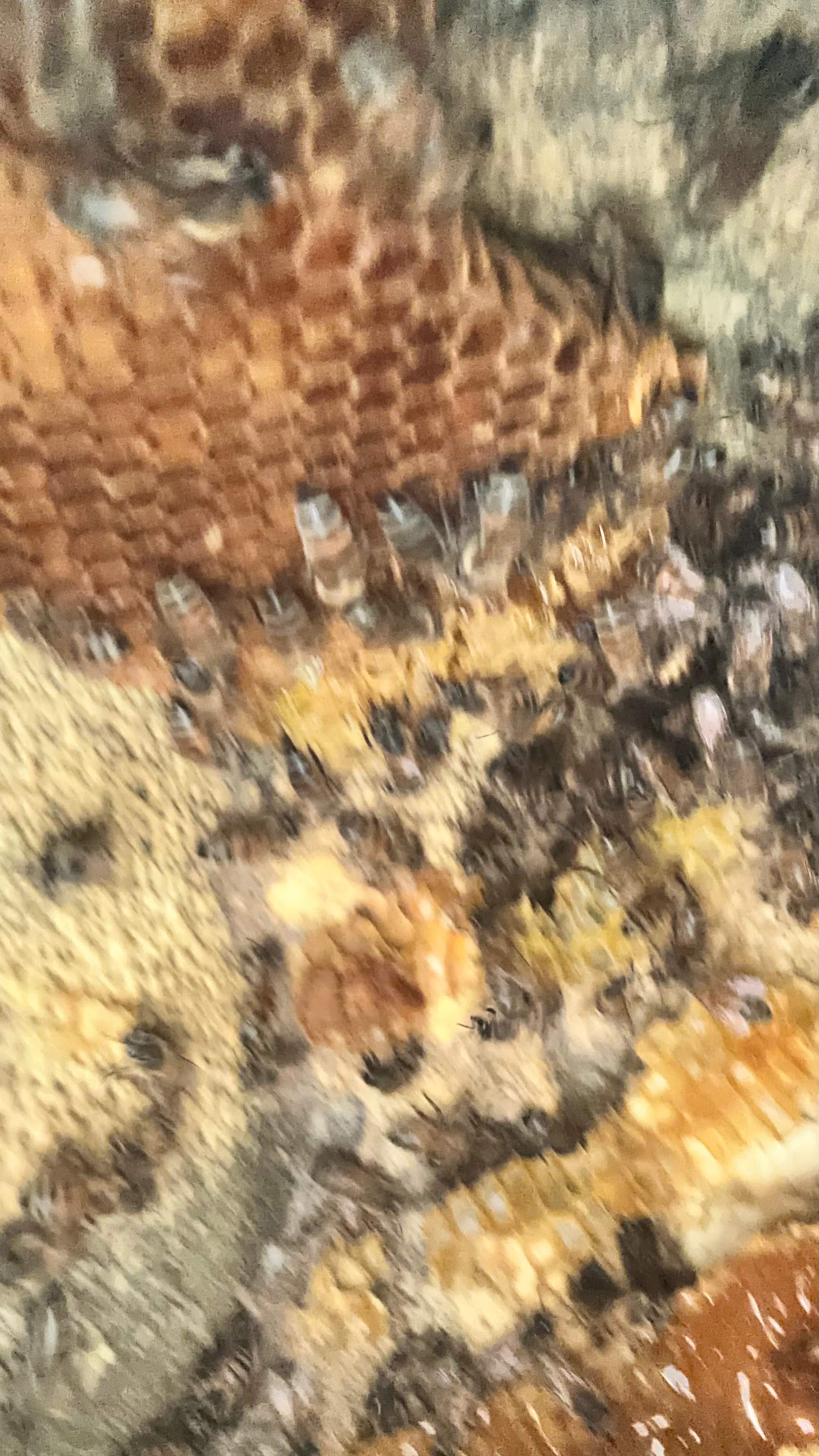 Art Gallery by Rockwall Honey Bee Company