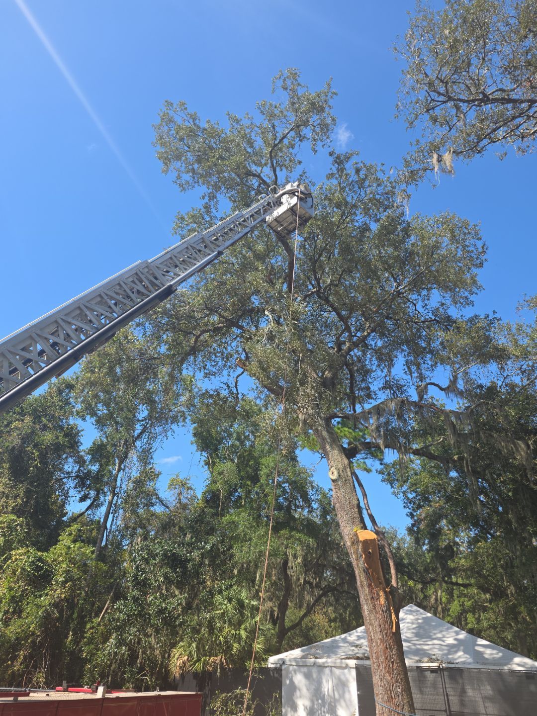 Episcopal | Large Tree Removal by ProGreen Services