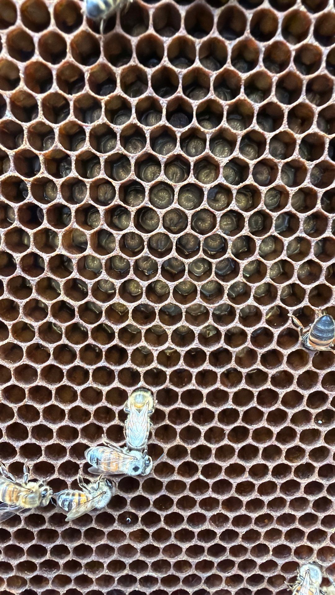 Bees for Ag. Exemption in Heath by Rockwall Honey Bee Company