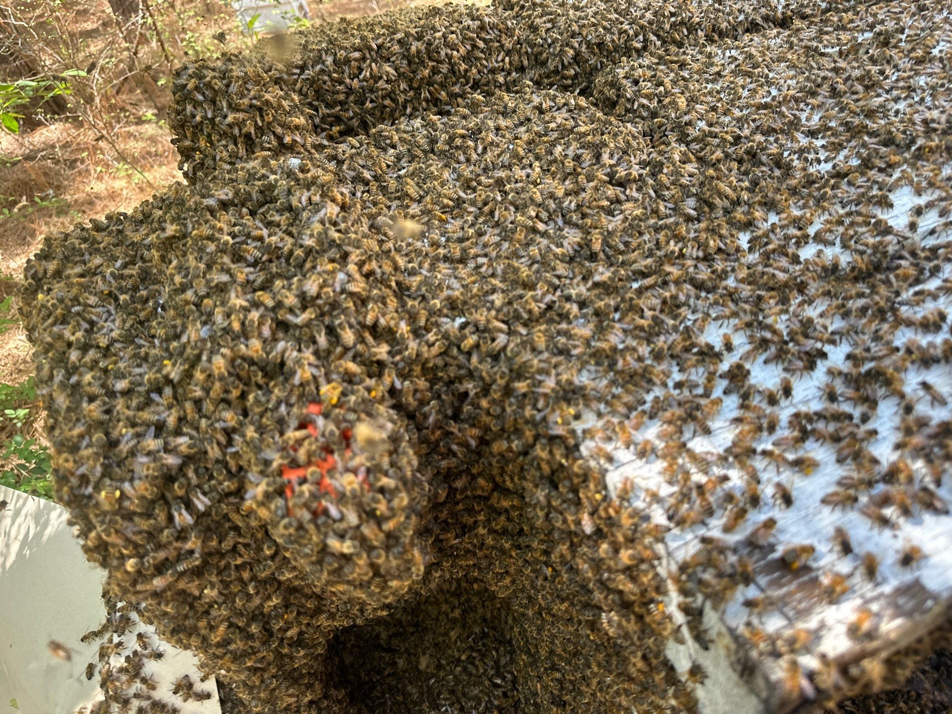 Tree Farm Apiary by Rockwall Honey Bee Company