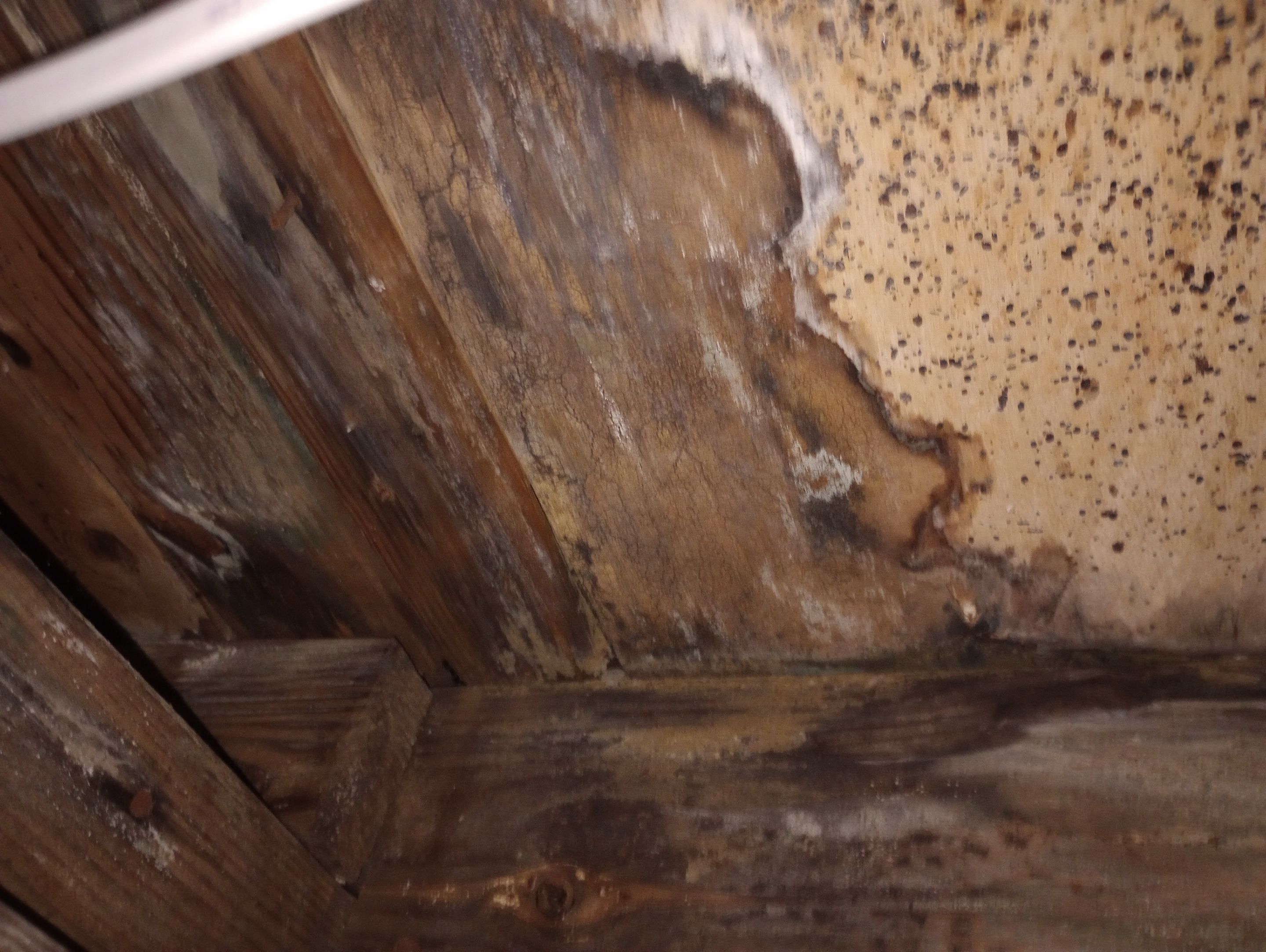 Mold Remediation Estimate in Crawlspace by ANR Restoration
