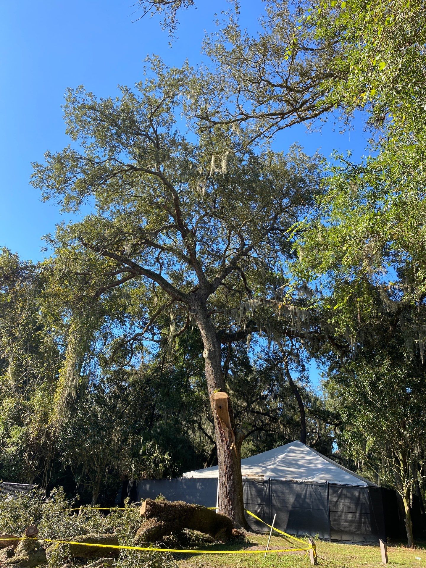Episcopal | Large Tree Removal by ProGreen Services