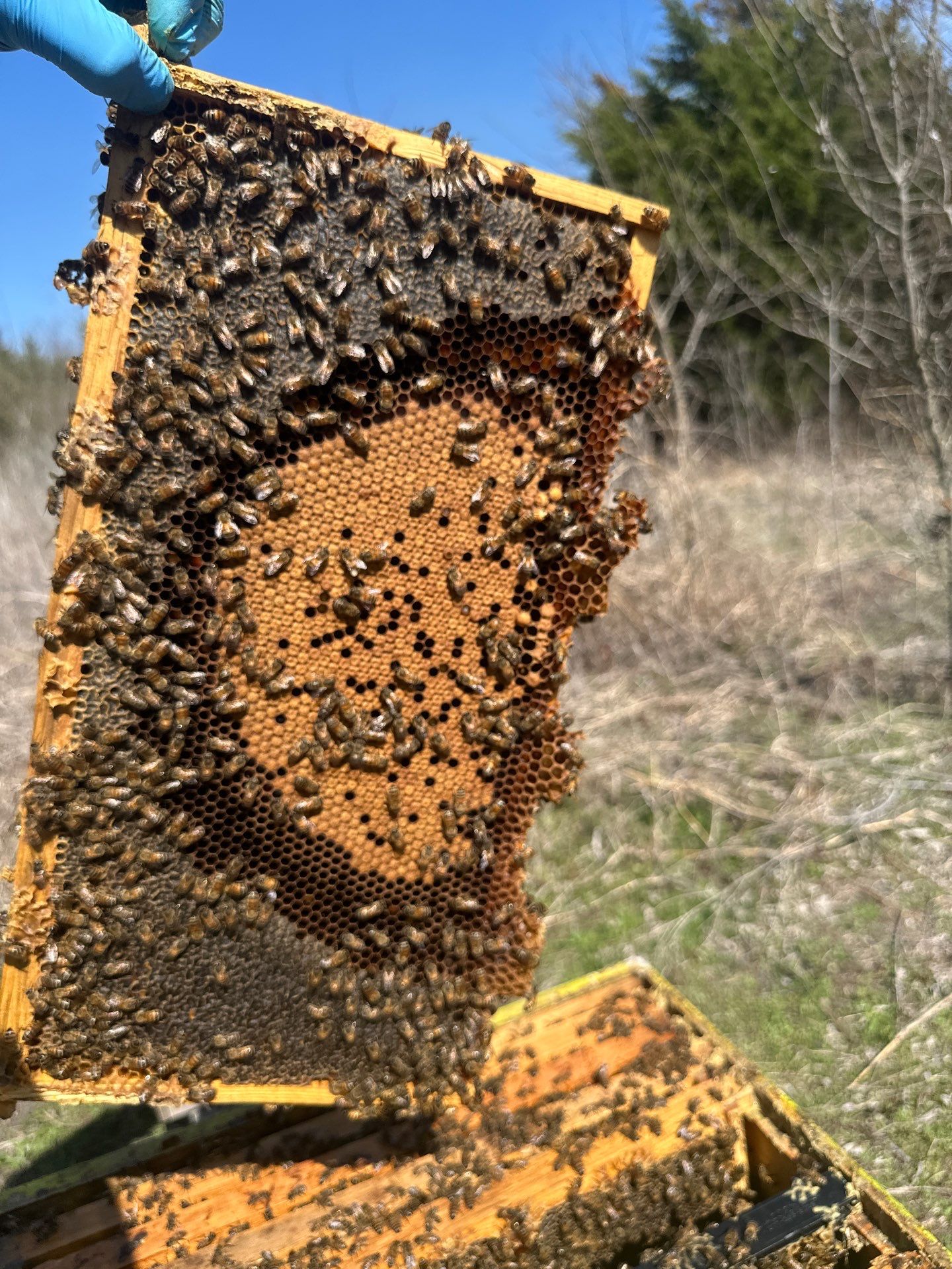 Ag. Exemption in Fate, TX by Rockwall Honey Bee Company