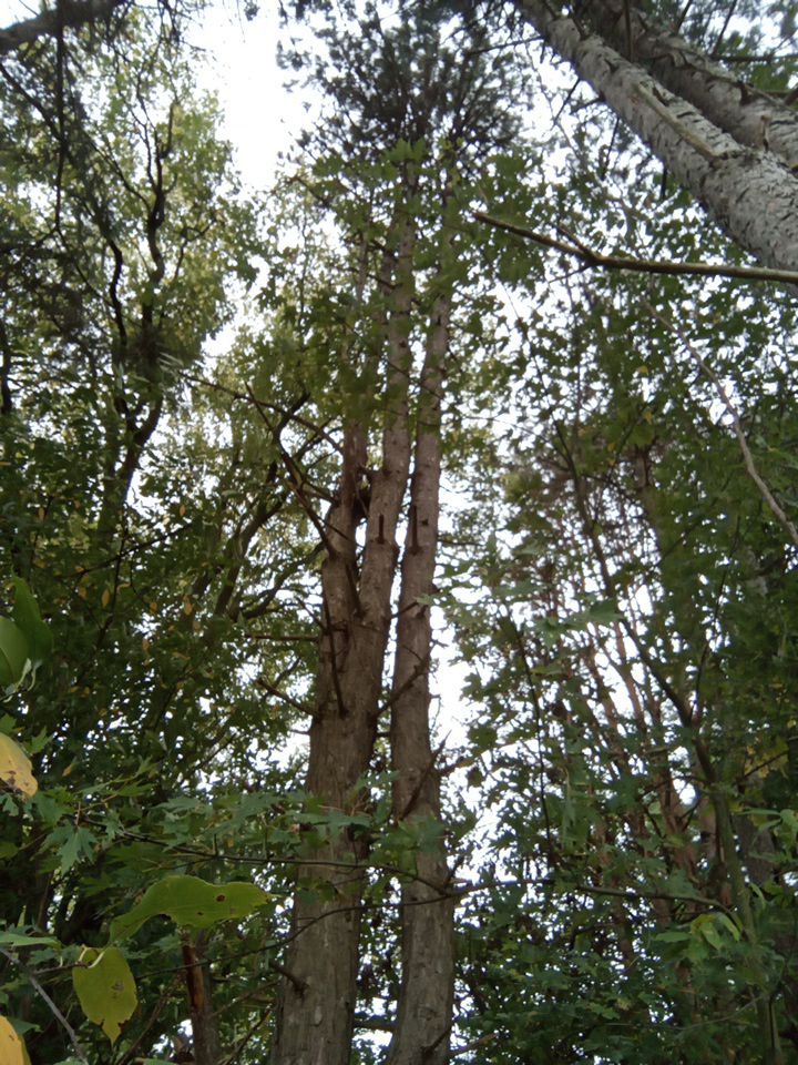 Tree Removal using Tree Removal by Mike Jones & Sons Tree Service LLC 