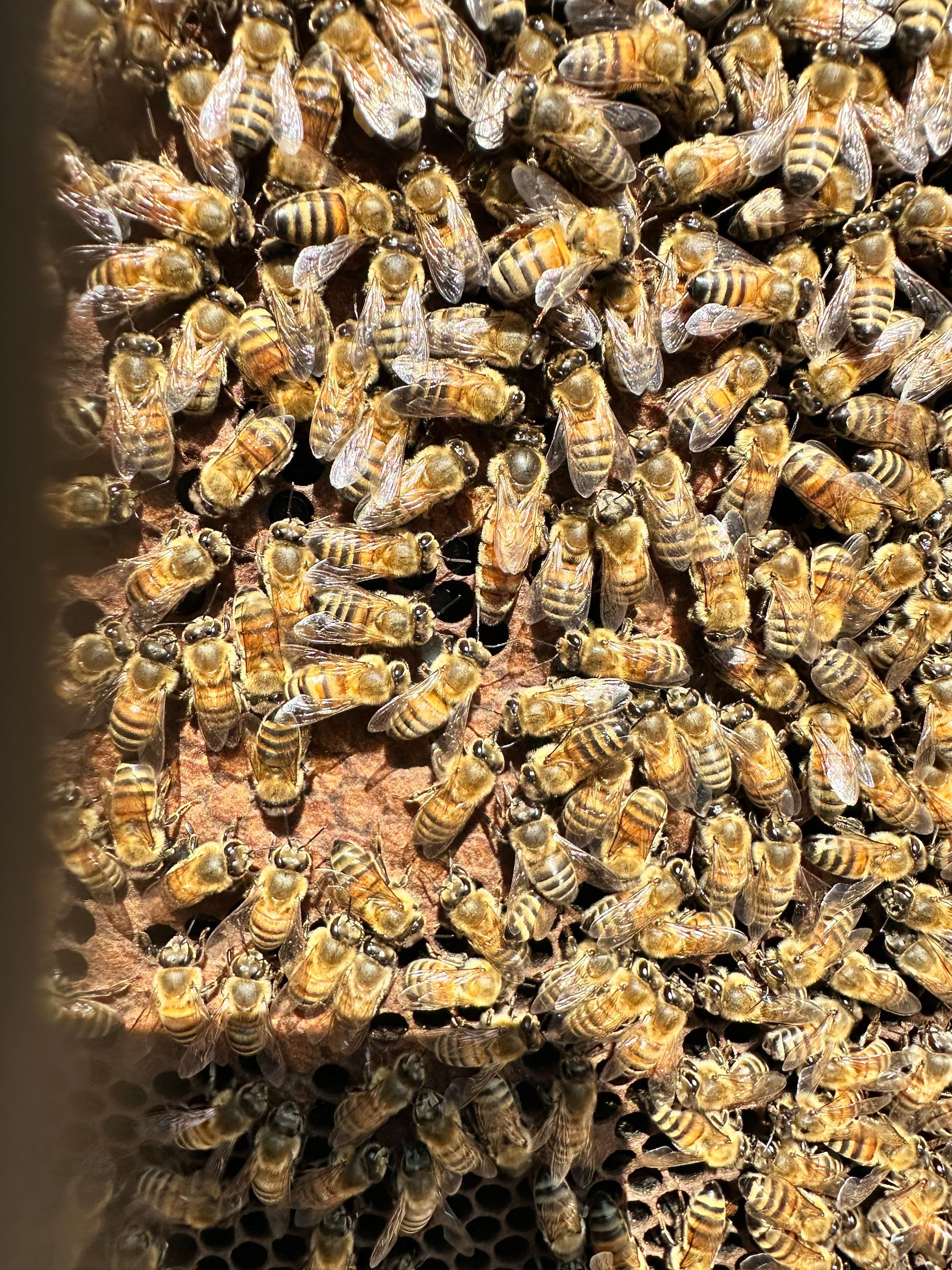 Offices in Irving with Bountiful Honey Bees by Rockwall Honey Bee Company