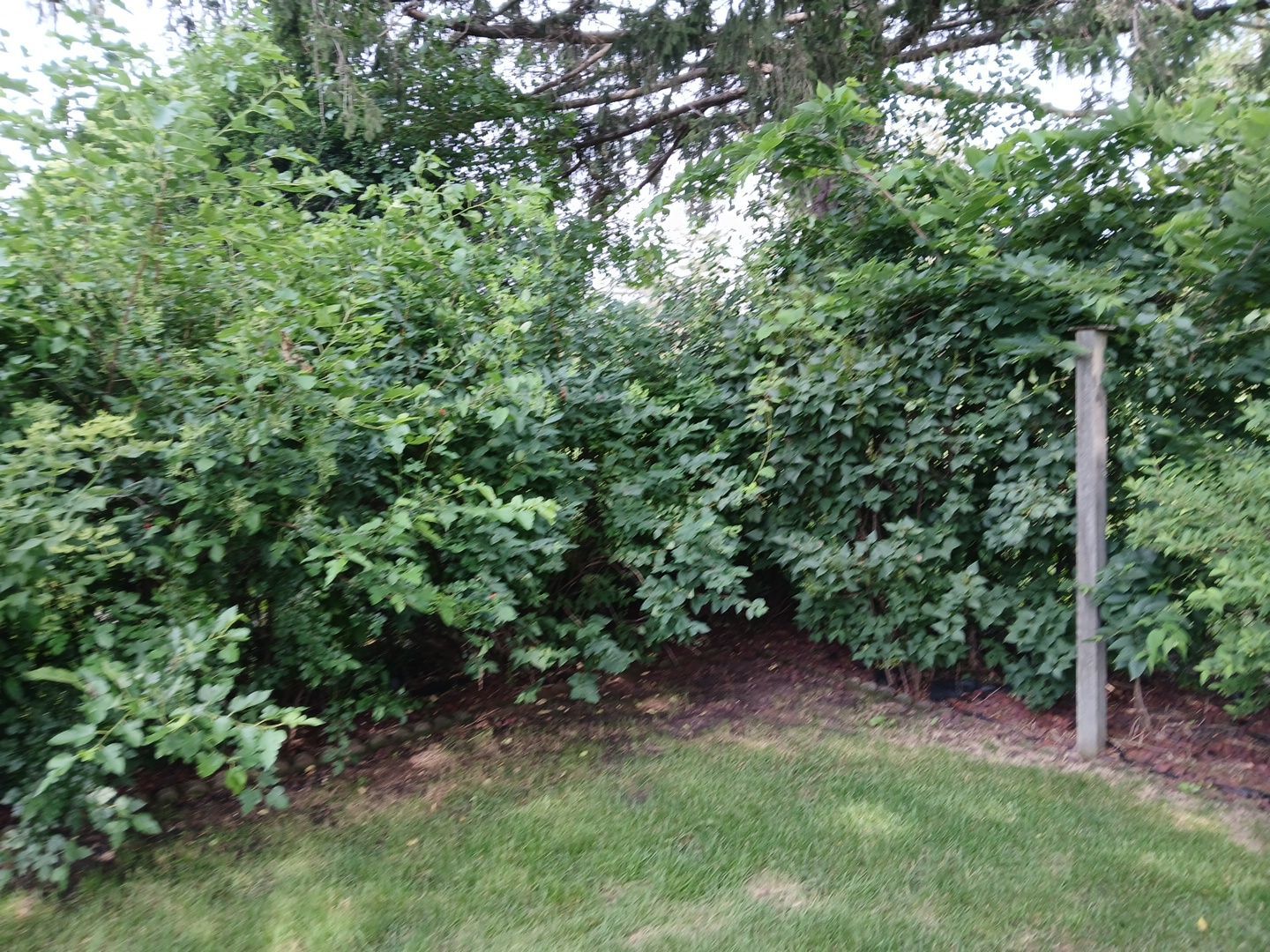 Andrew L. - Arlington Heights, IL by A&N