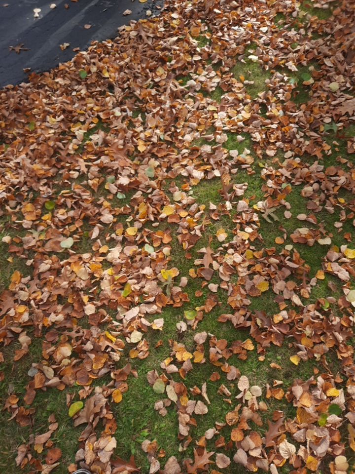 Tree Removal using Tree Removal by Mike Jones & Sons Tree Service LLC 