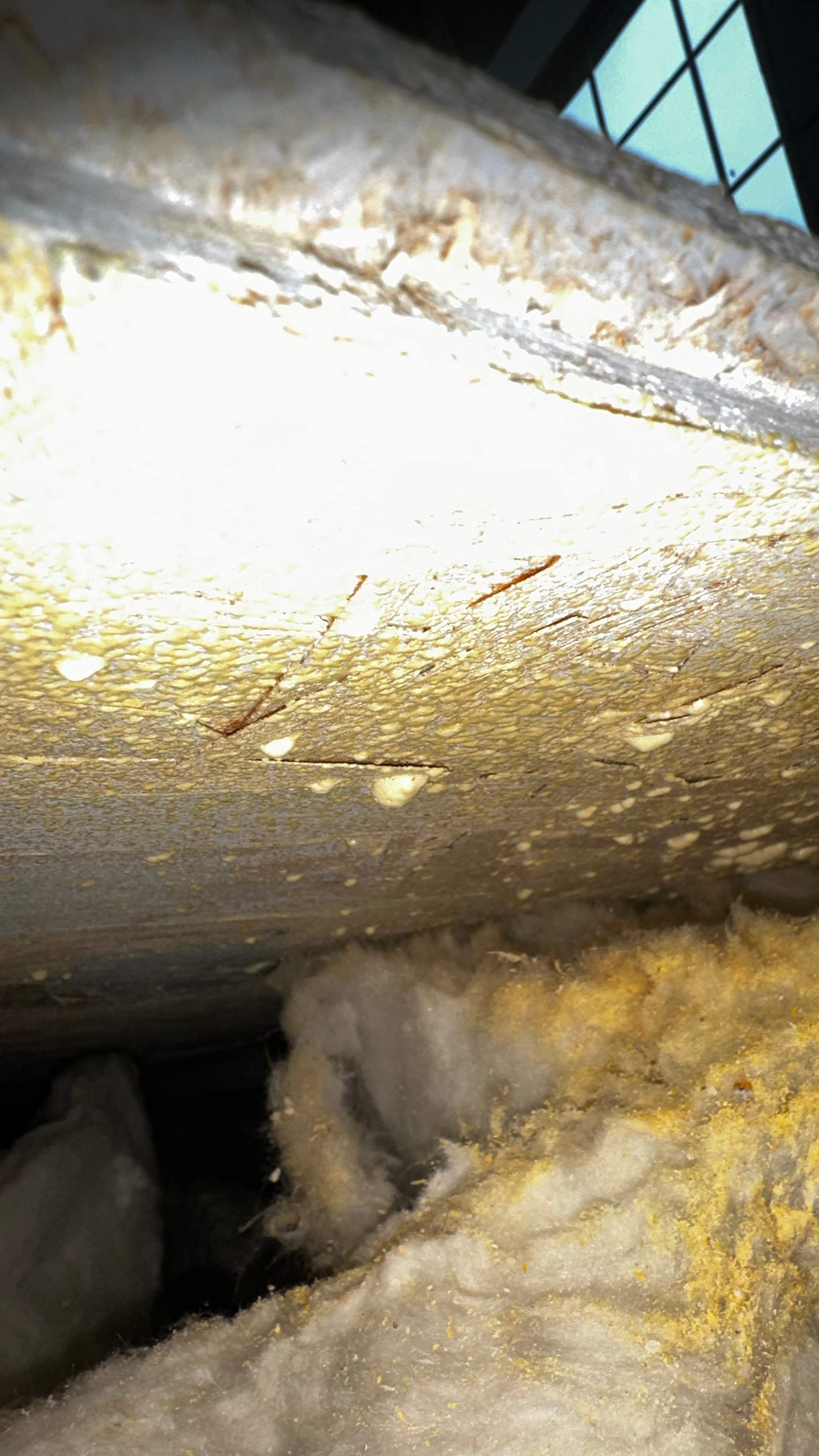 Bees Underfoot by Rockwall Honey Bee Company