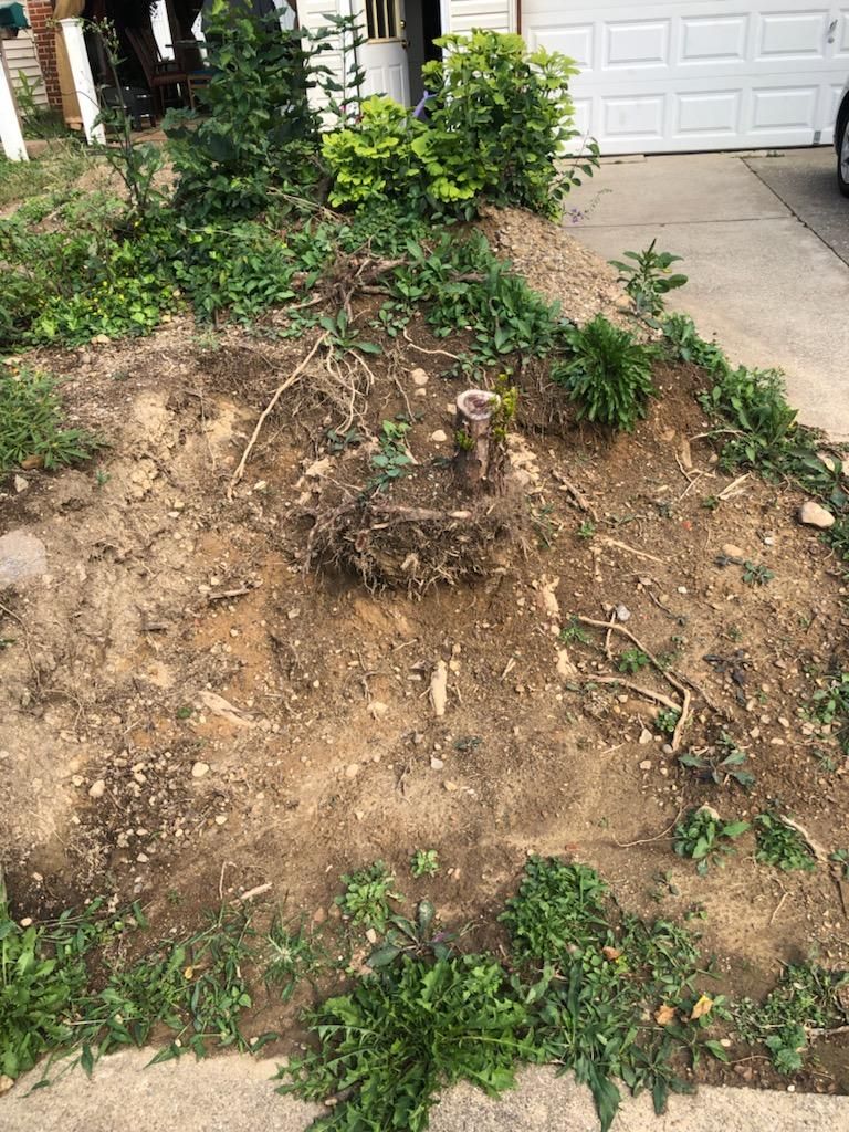 Tree Removal using Tree Removal by Mike Jones & Sons Tree Service LLC 