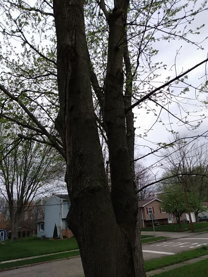 Tree Removal using Tree Removal by Mike Jones & Sons Tree Service LLC 
