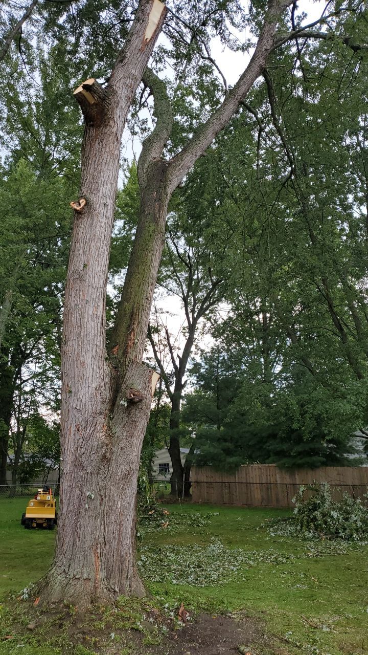 Tree Removal by Mike Jones & Sons Tree Service LLC 
