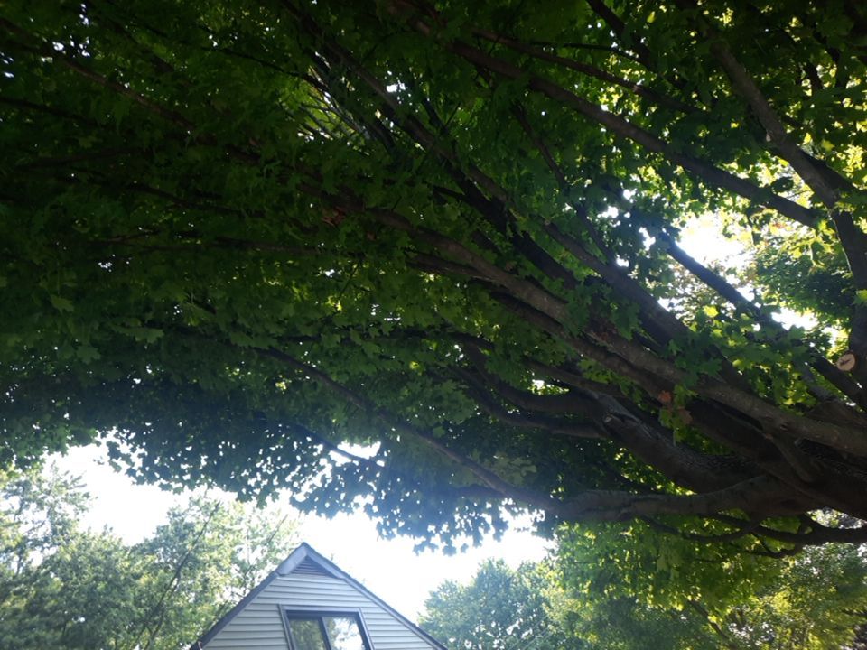 Tree Trimming using Tree Pruing by Mike Jones & Sons Tree Service LLC 