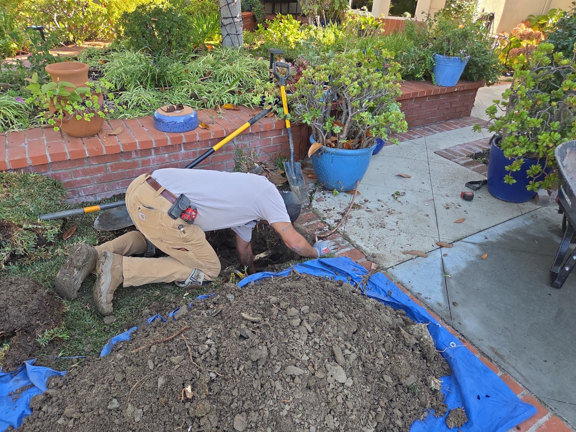 Area Drain Root Intrusion by Professional Plumbing Inc 