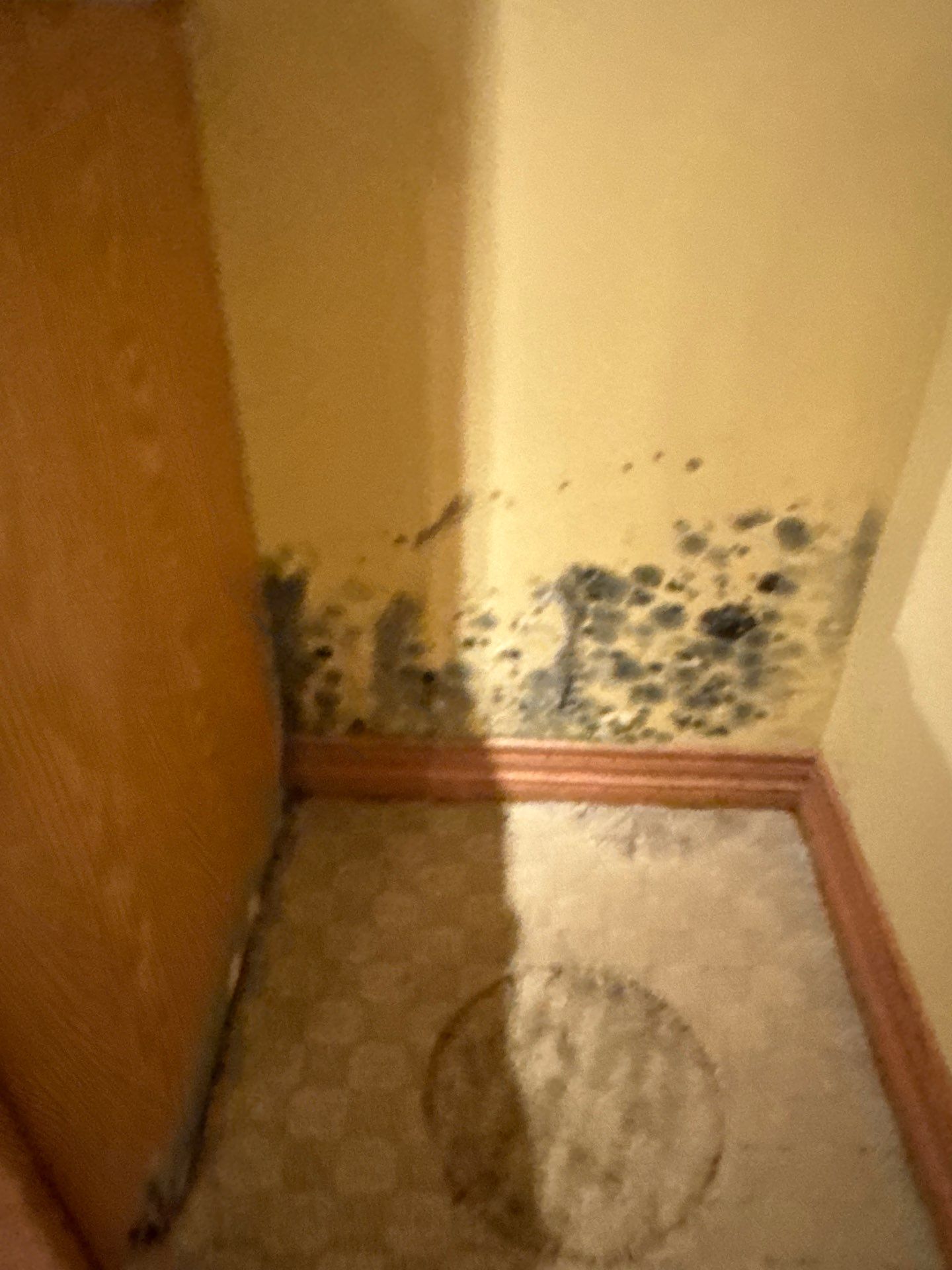 Project in Novi by EzDry Water Mitigation & Property Restoration