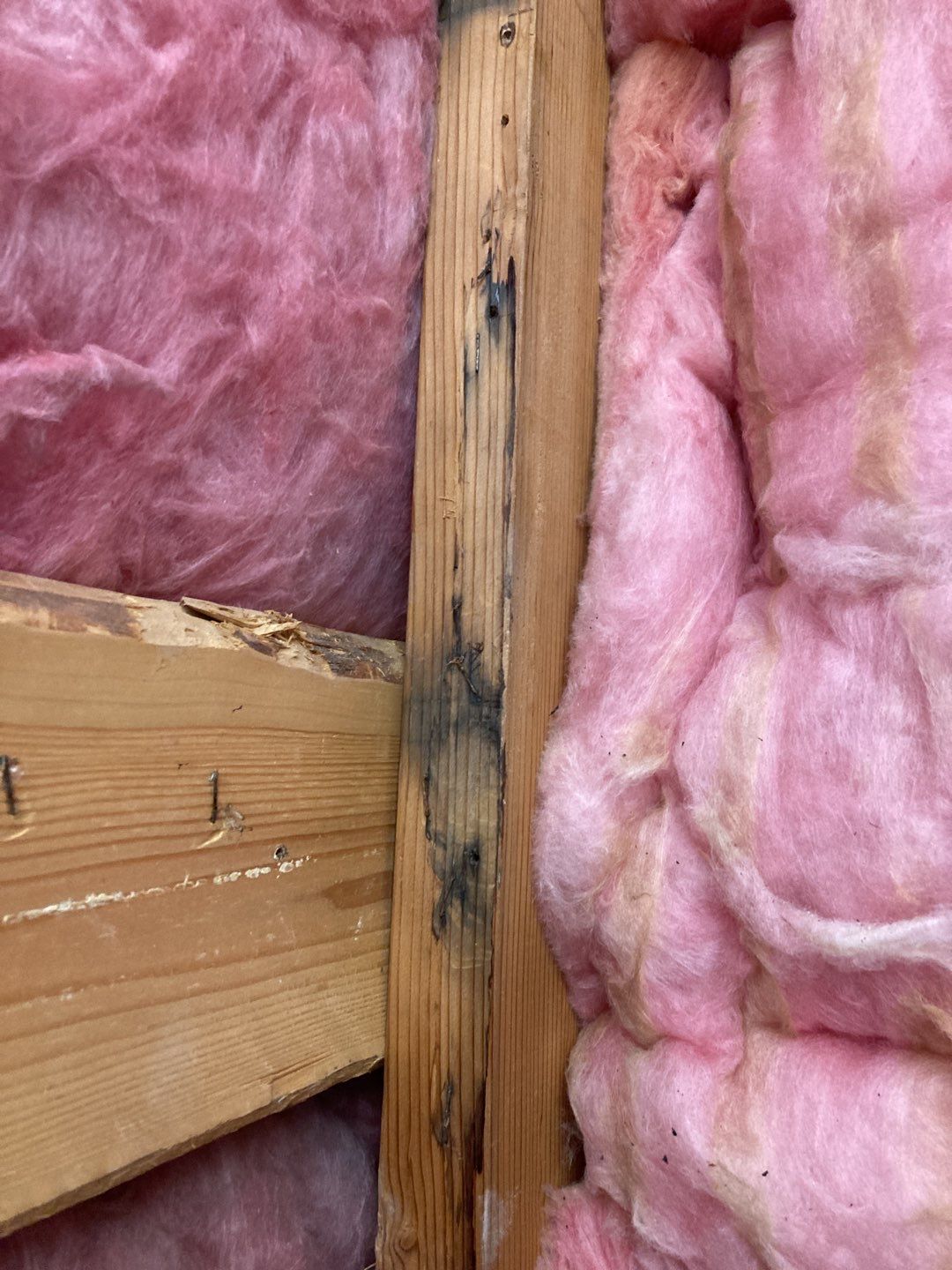 Mold Remediation  by Accountable Home Services