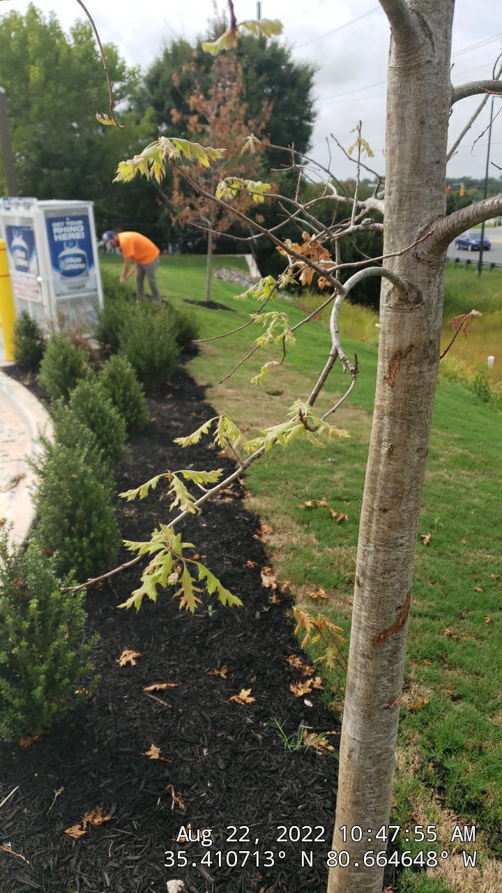 Commercial Landscaping Harris Teeter Fuel Station by Carolina-Metro Landscape, Inc