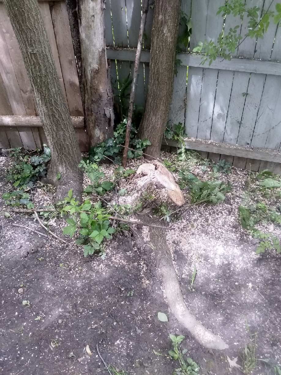 Tree Removal using Tree Removal by Mike Jones & Sons Tree Service LLC 