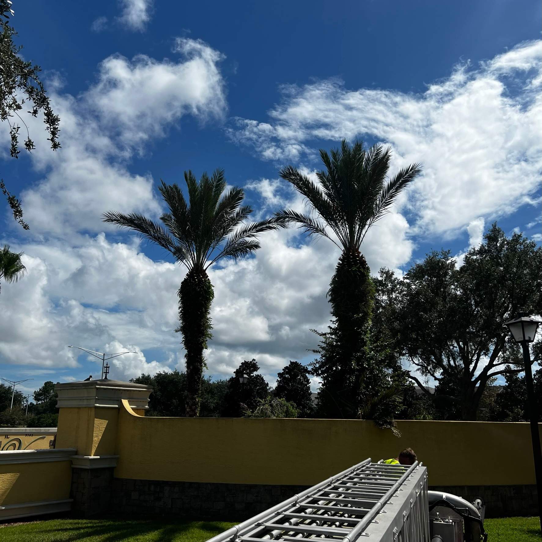Palm Tree Trimming | IL Villagio Condominiums by ProGreen Services