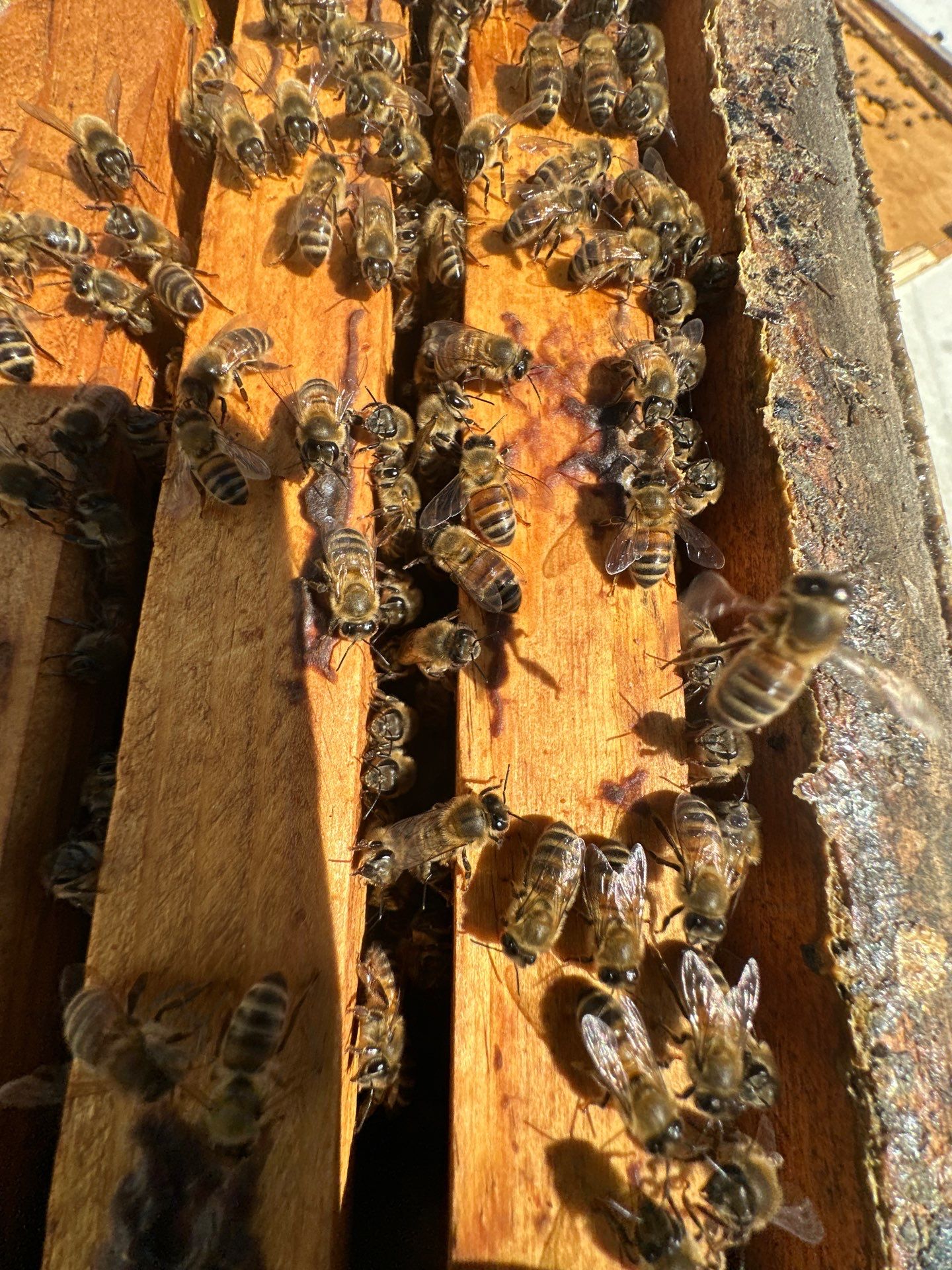 Anchovies on your Apiary by Rockwall Honey Bee Company