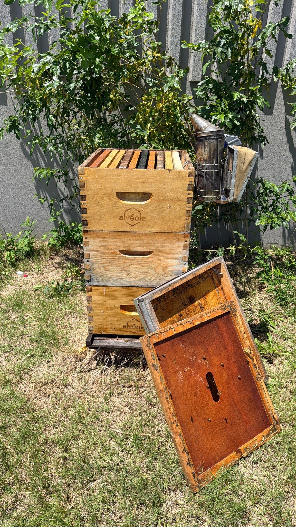 Big Rig Lot Bees by Rockwall Honey Bee Company