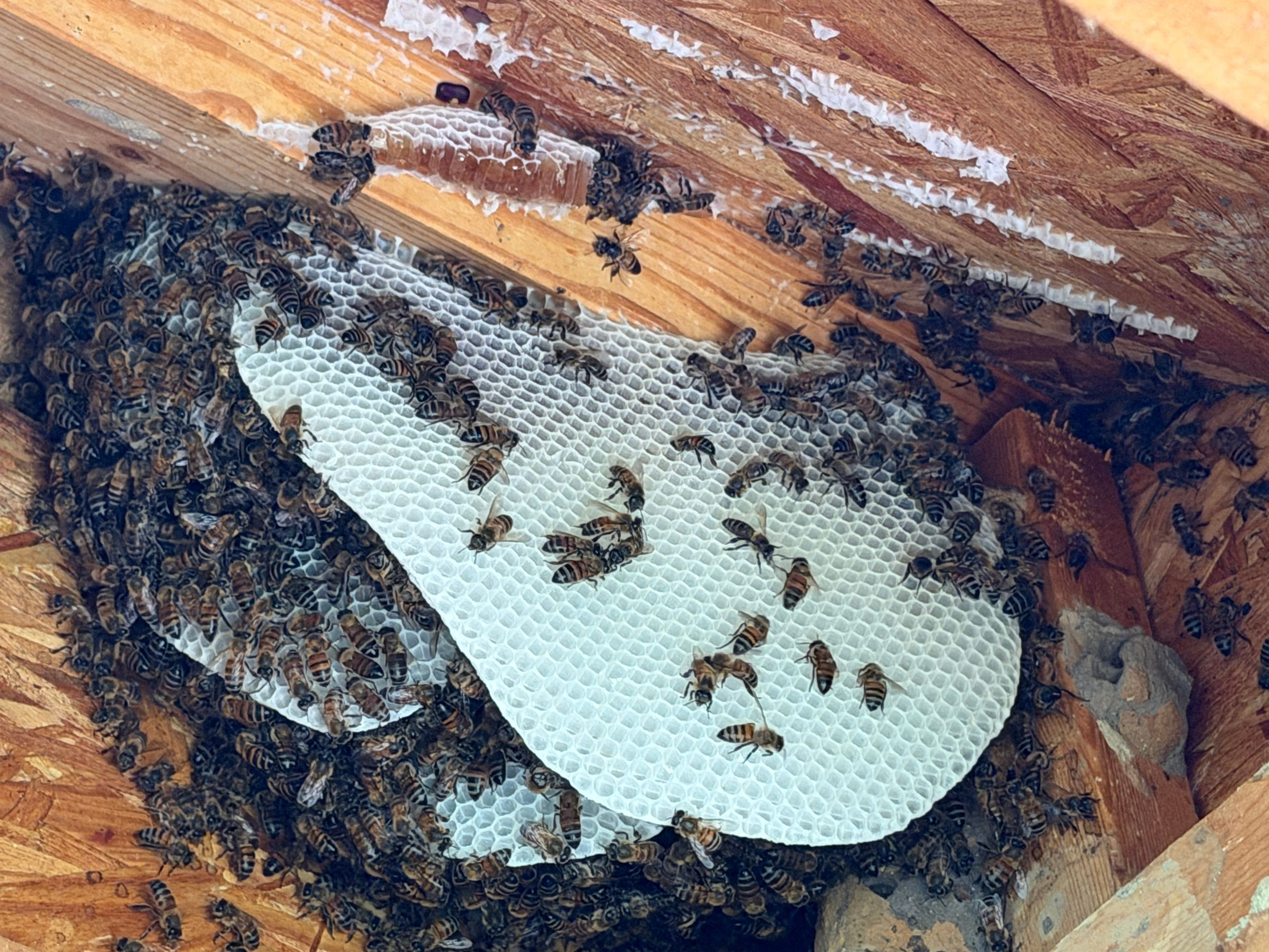 Project in Heath, TX by Rockwall Honey Bee Company