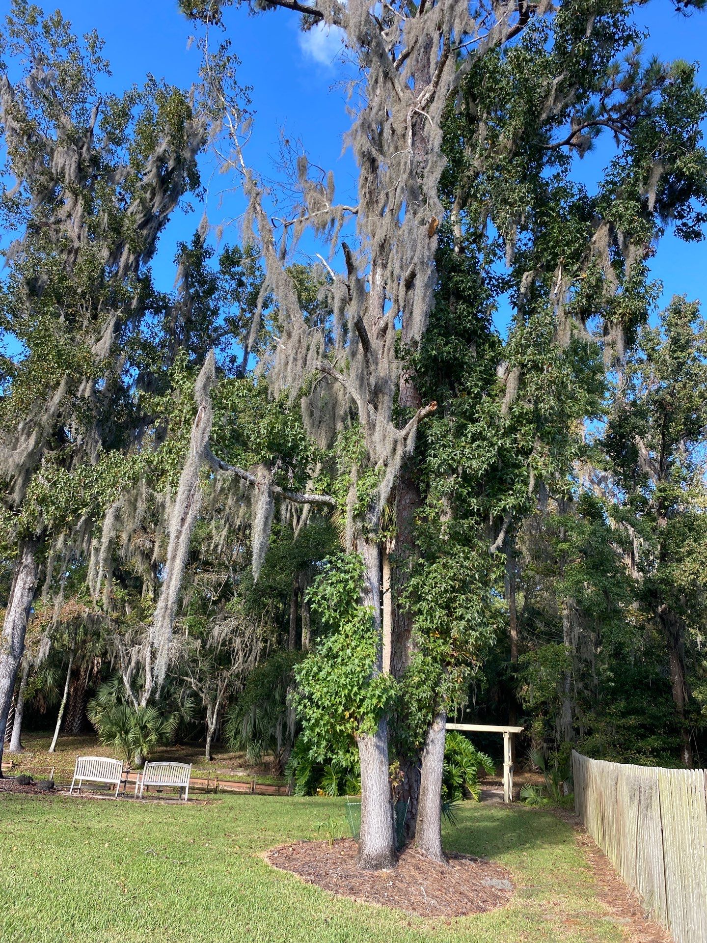 Deerwood Resident | Tree Removal & Stump Grinding by ProGreen Services