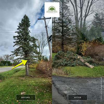 Tree Removal: Leave all (Economy Package)