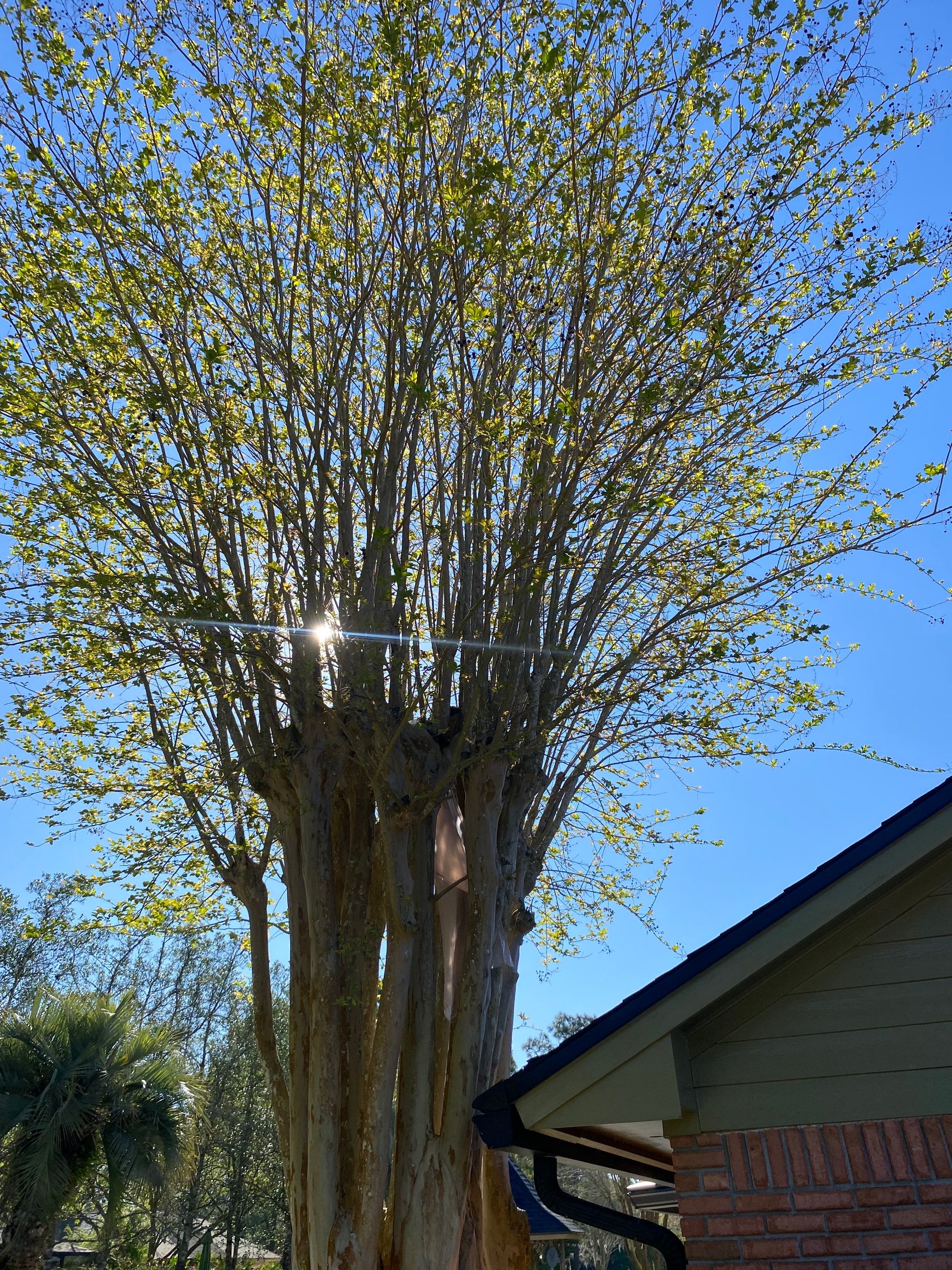 Deerwood Resident | Tree Service by ProGreen Services
